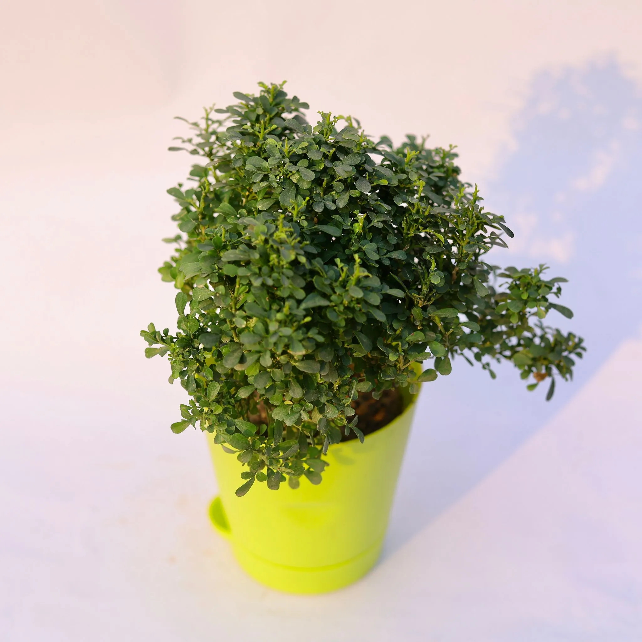 Table Kamini in 4 Inch Green Florence Self Watering Pot