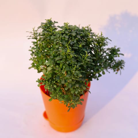 Table Kamini in 4 Inch Orange Florence Self Watering Pot