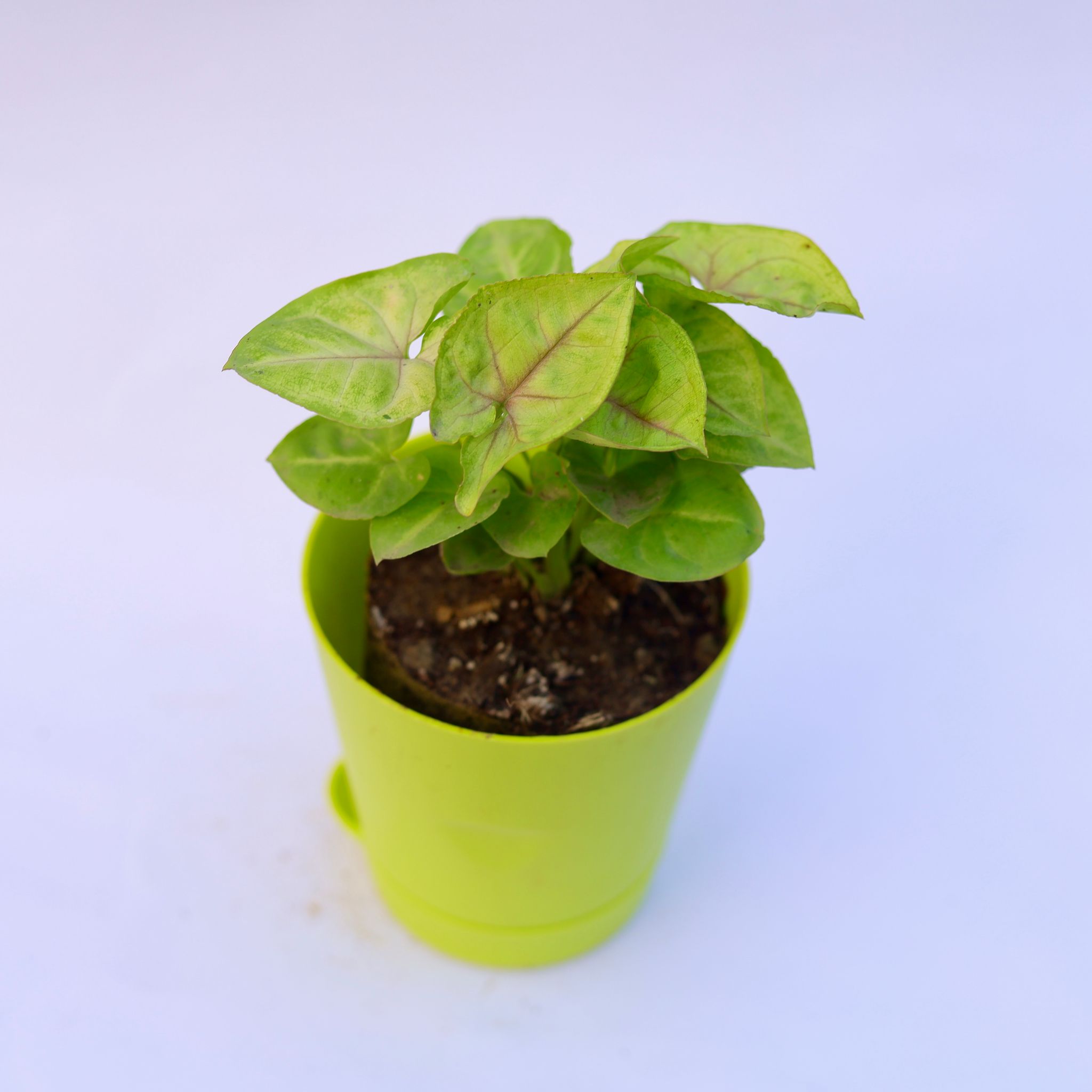 Syngonium Golden in 4 Inch Green Florence Self Watering Pot