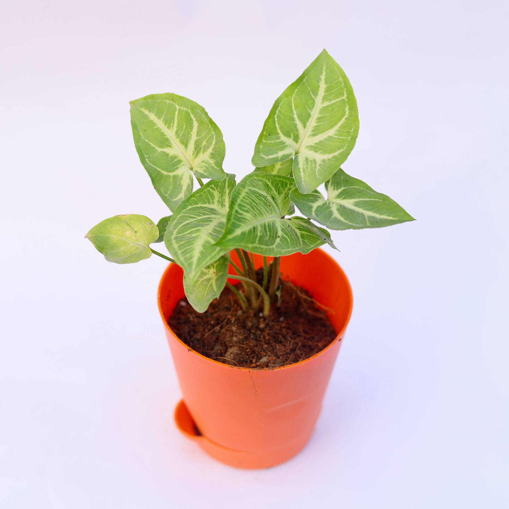 Syngonium Light Green in 4 Inch Orange Florence Self Watering Pot