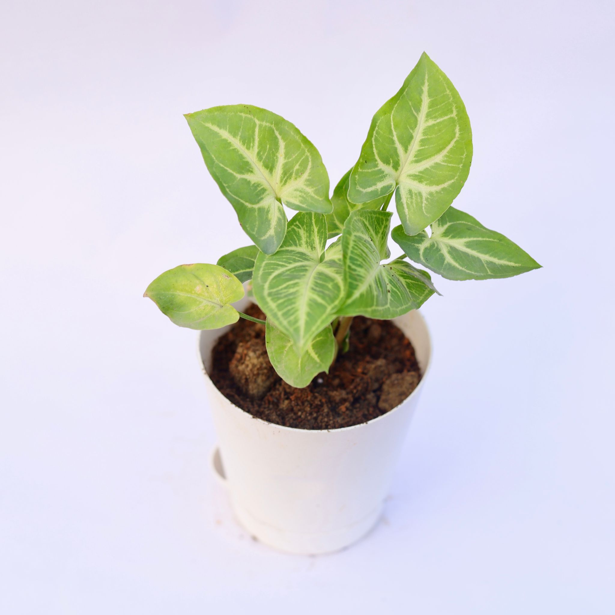 Syngonium Light Green in 4 Inch White Florence Self Watering Pot