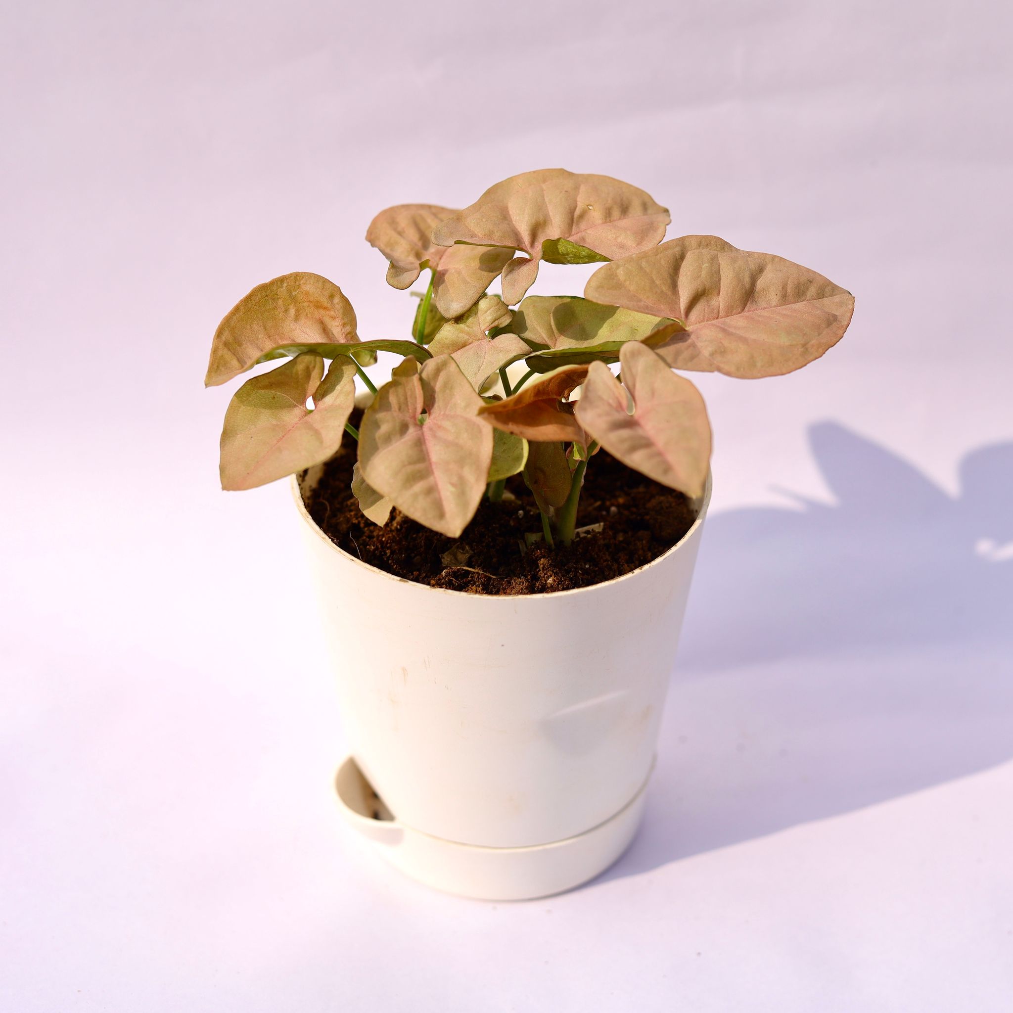 Syngonium Pixie Pink in 4 Inch White Florence Self Watering Pot