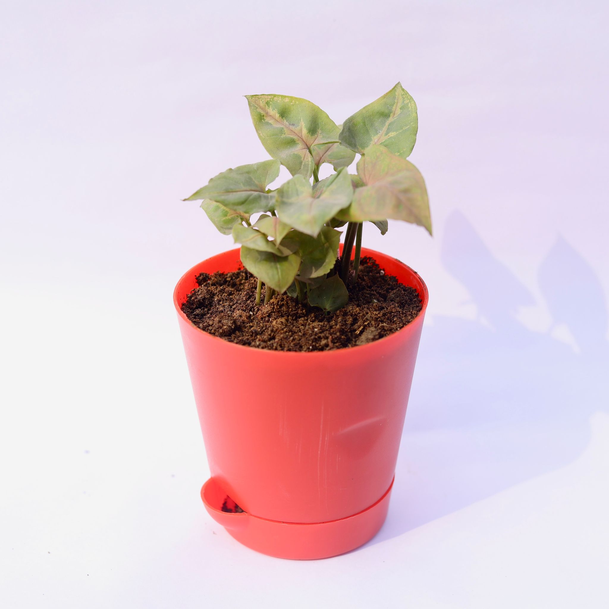 Syngonium Pixie Brown in 4 Inch Red Florence Self Watering Pot