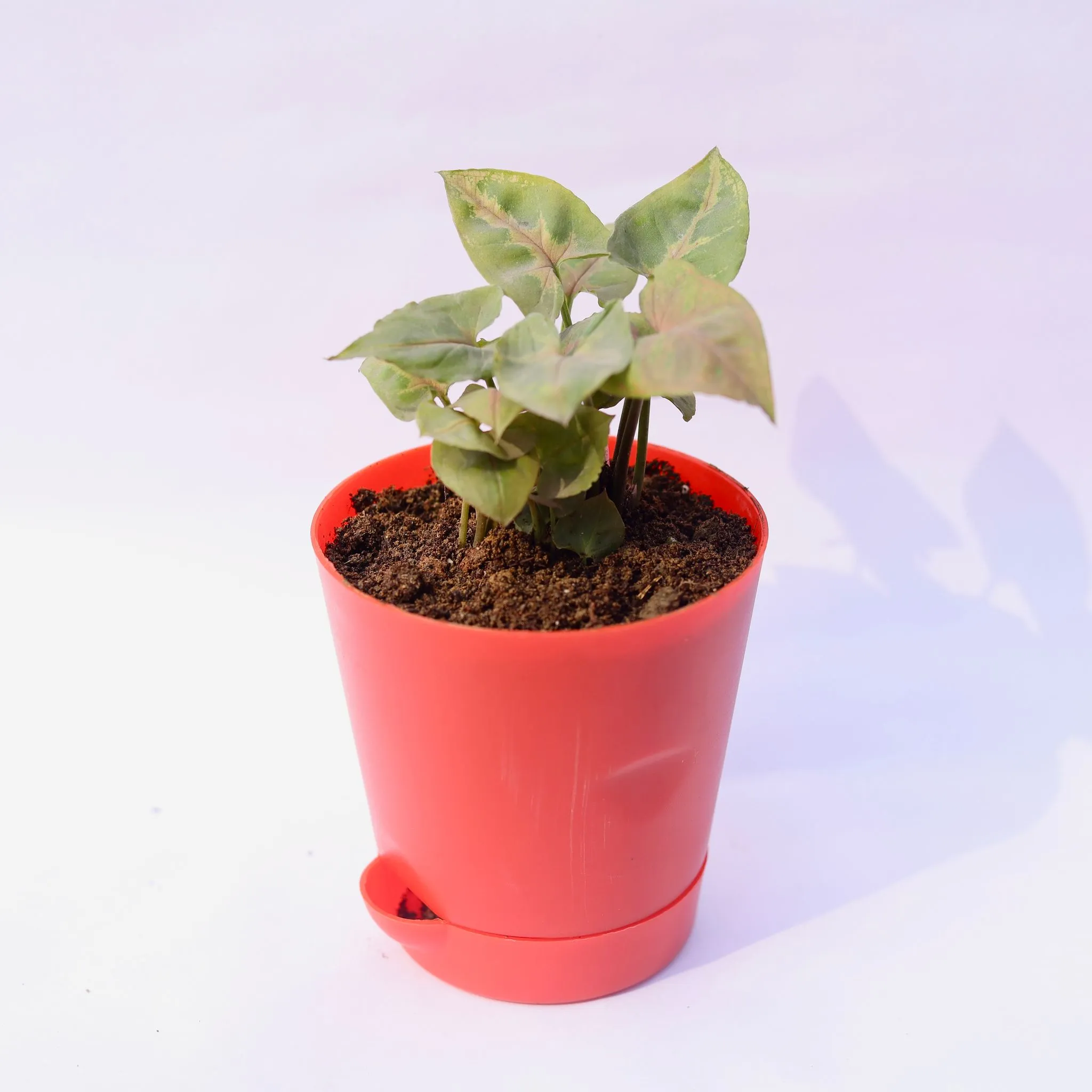 Syngonium Pixie Brown in 4 Inch Red Florence Self Watering Pot