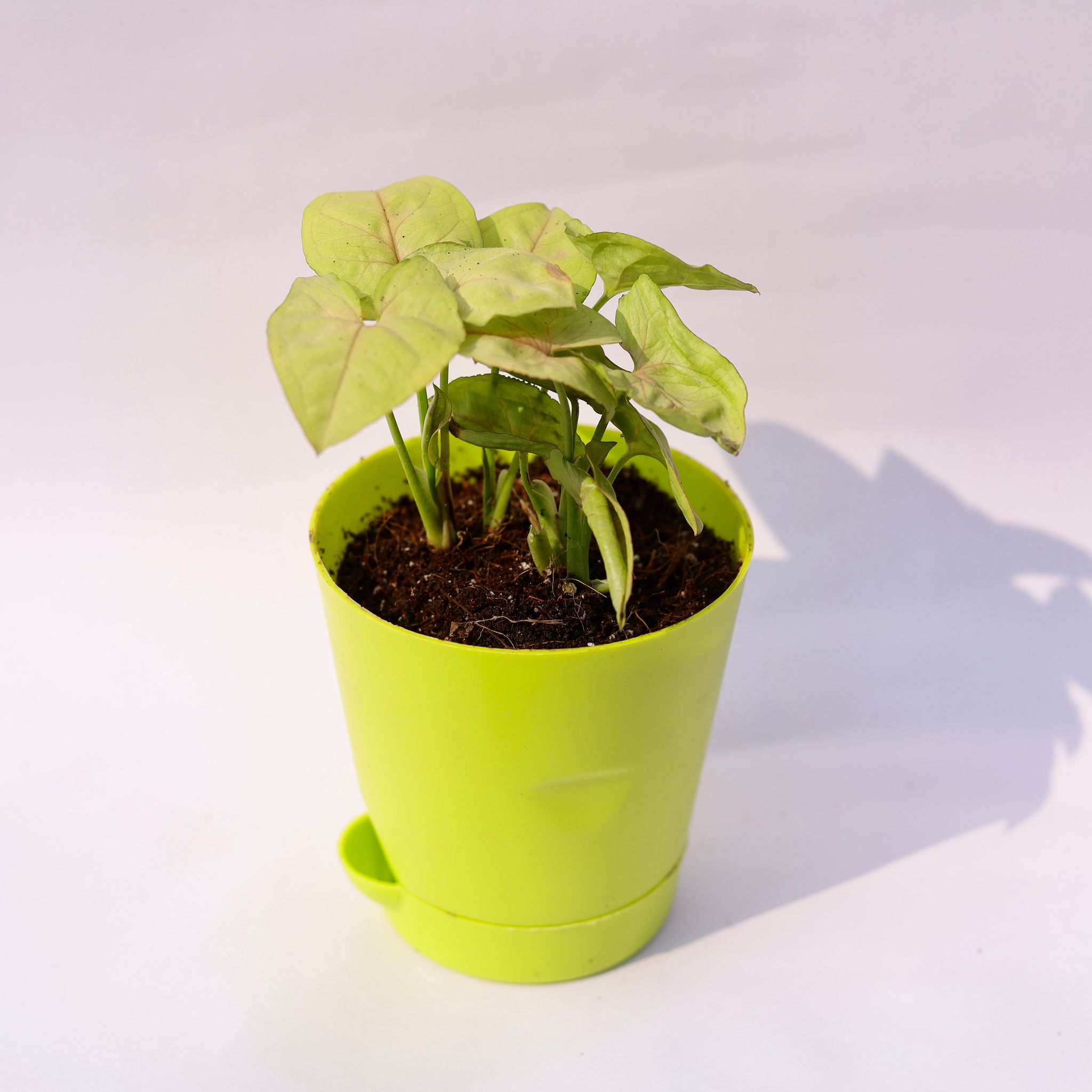 Syngonium Pixie Golden in 4 Inch Green Florence Self Watering Pot