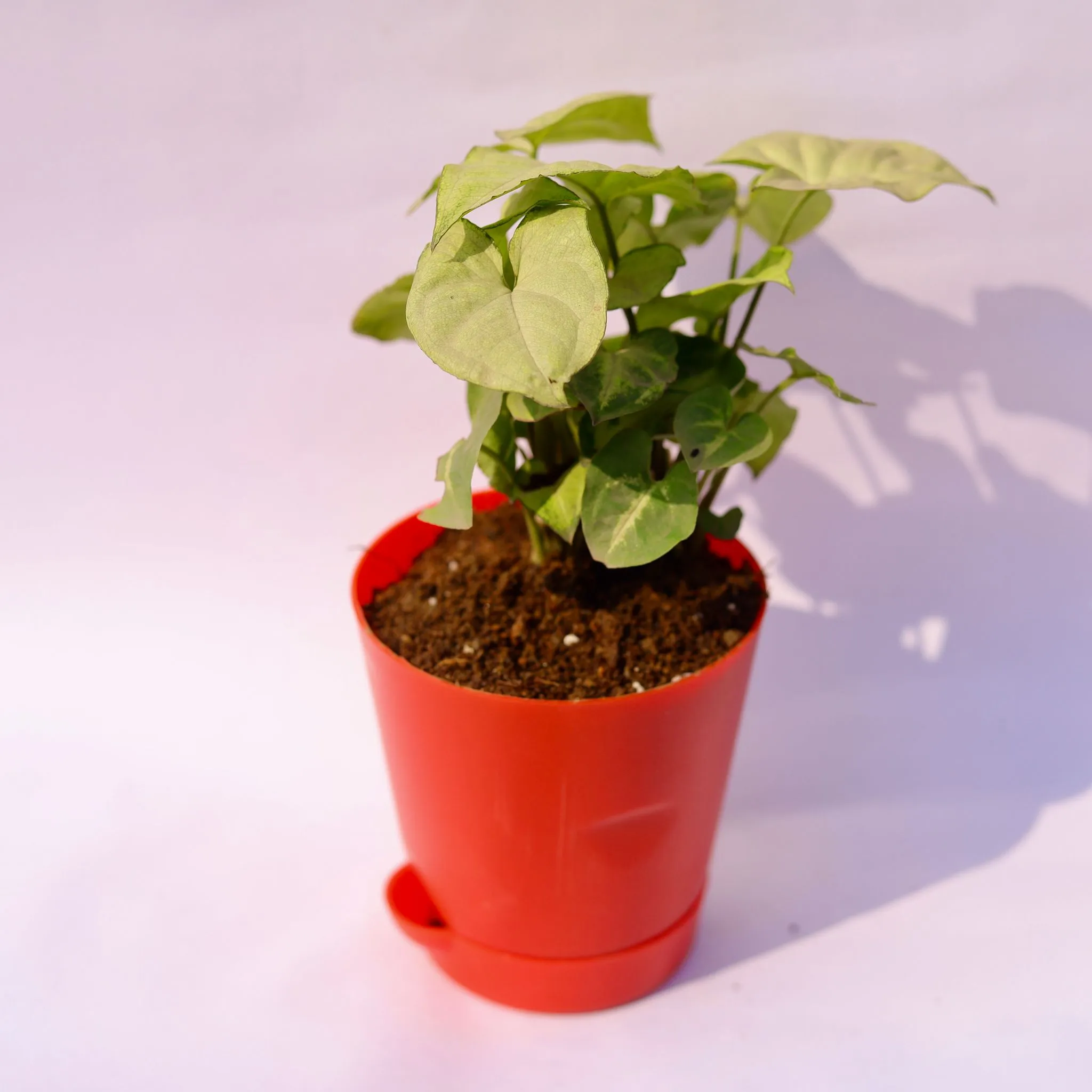 Syngonium White in 4 Inch Red Florence Self Watering Pot