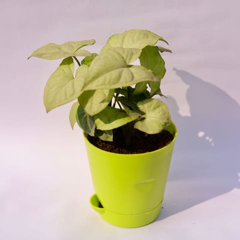 Syngonium White in 4 Inch Green Florence Self Watering Pot