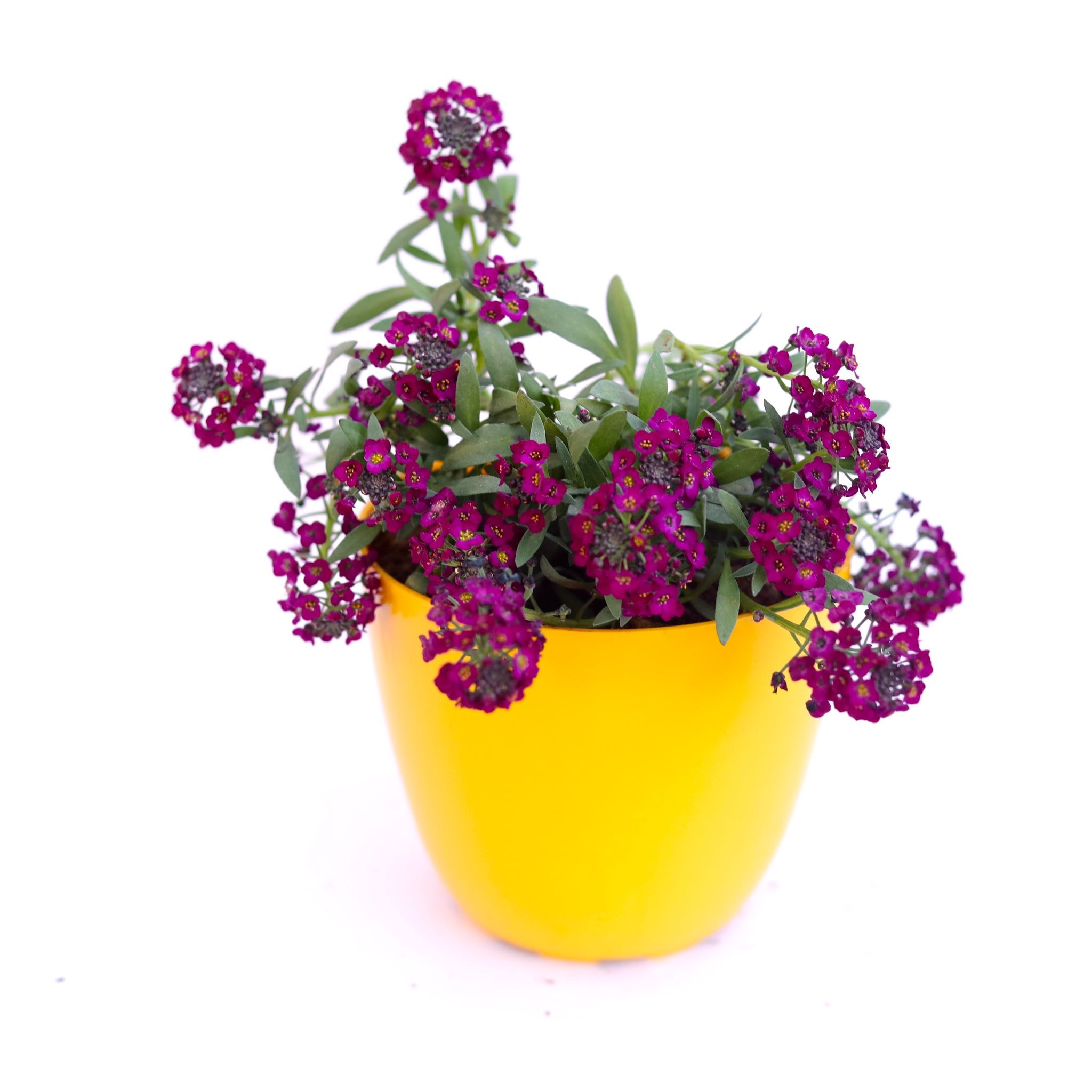 Alyssum Purple in 4 Inch Yellow Premium Orchid Round Plastic Pot