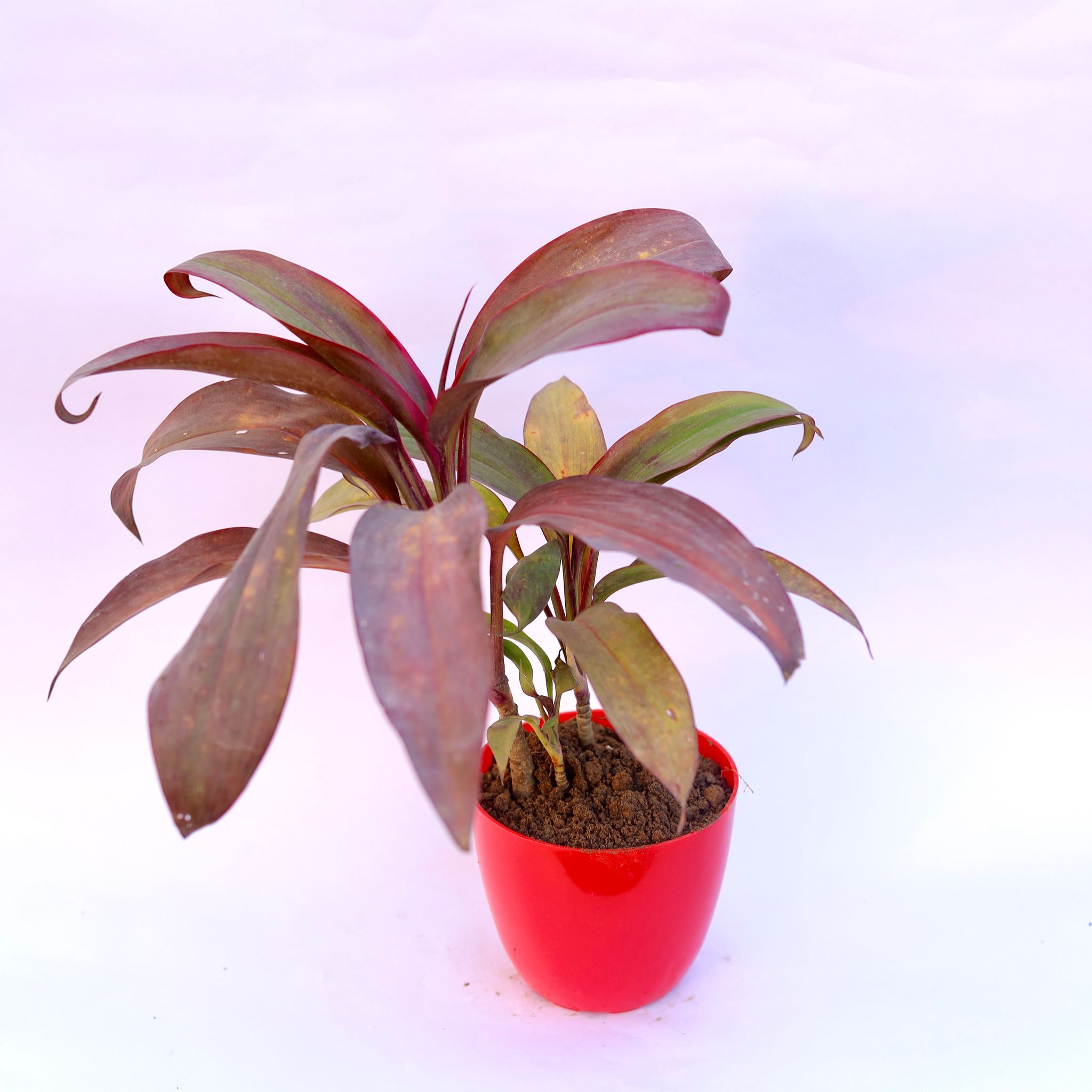Dracaena Rosea in 4 Inch Red Premium Orchid Round Plastic Pot