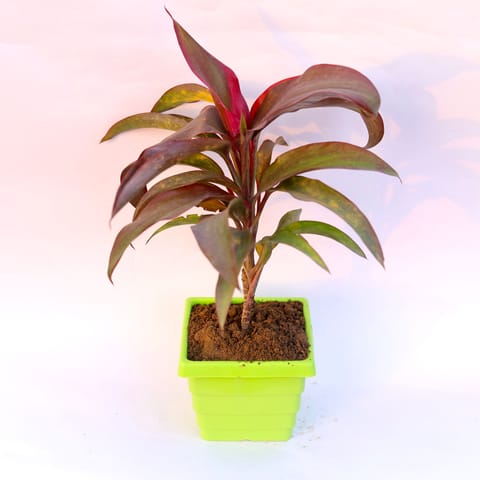 Dracaena Rosea in 4 Inch Green Premium Orchid Square Plastic Pot