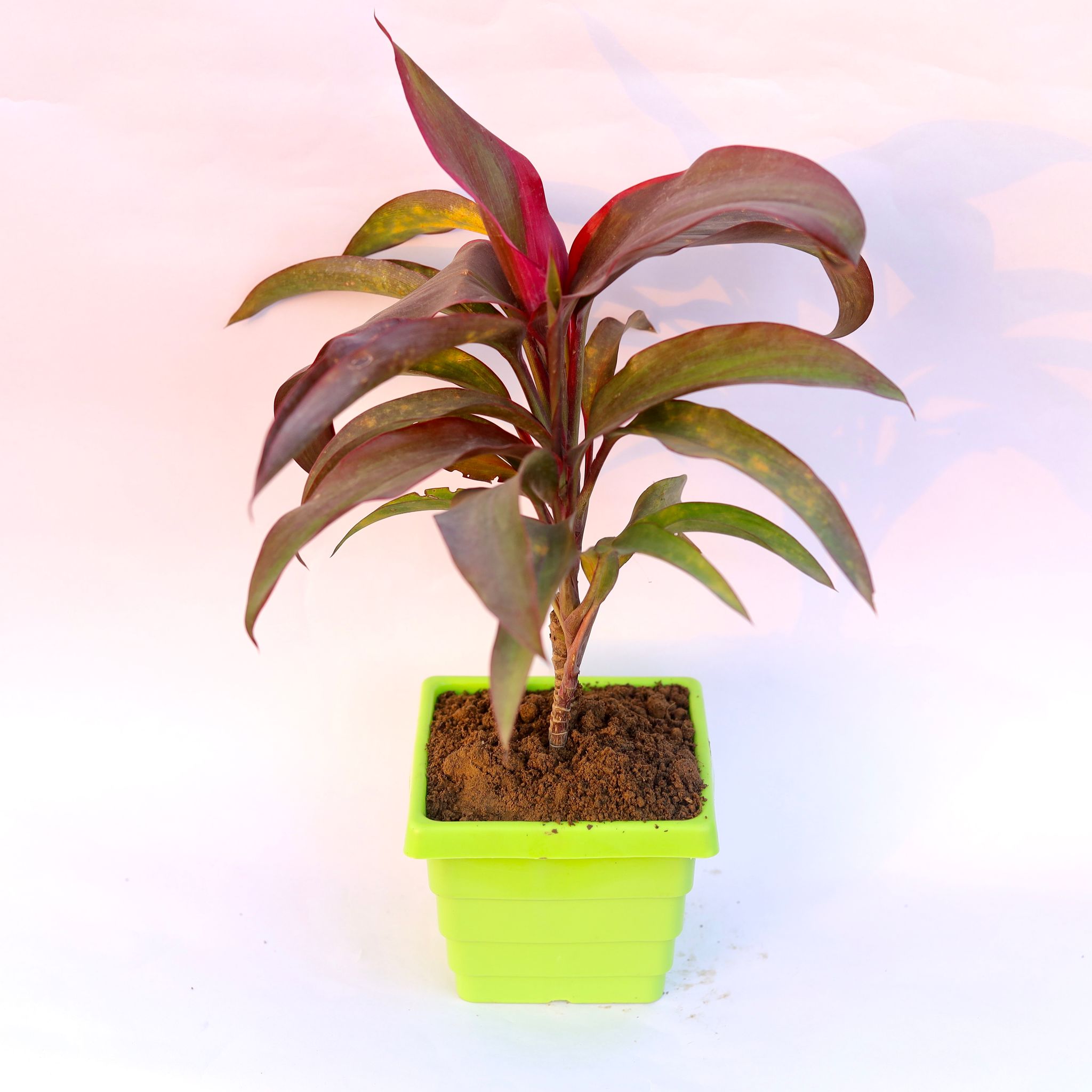 Dracaena Rosea in 4 Inch Green Premium Orchid Square Plastic Pot