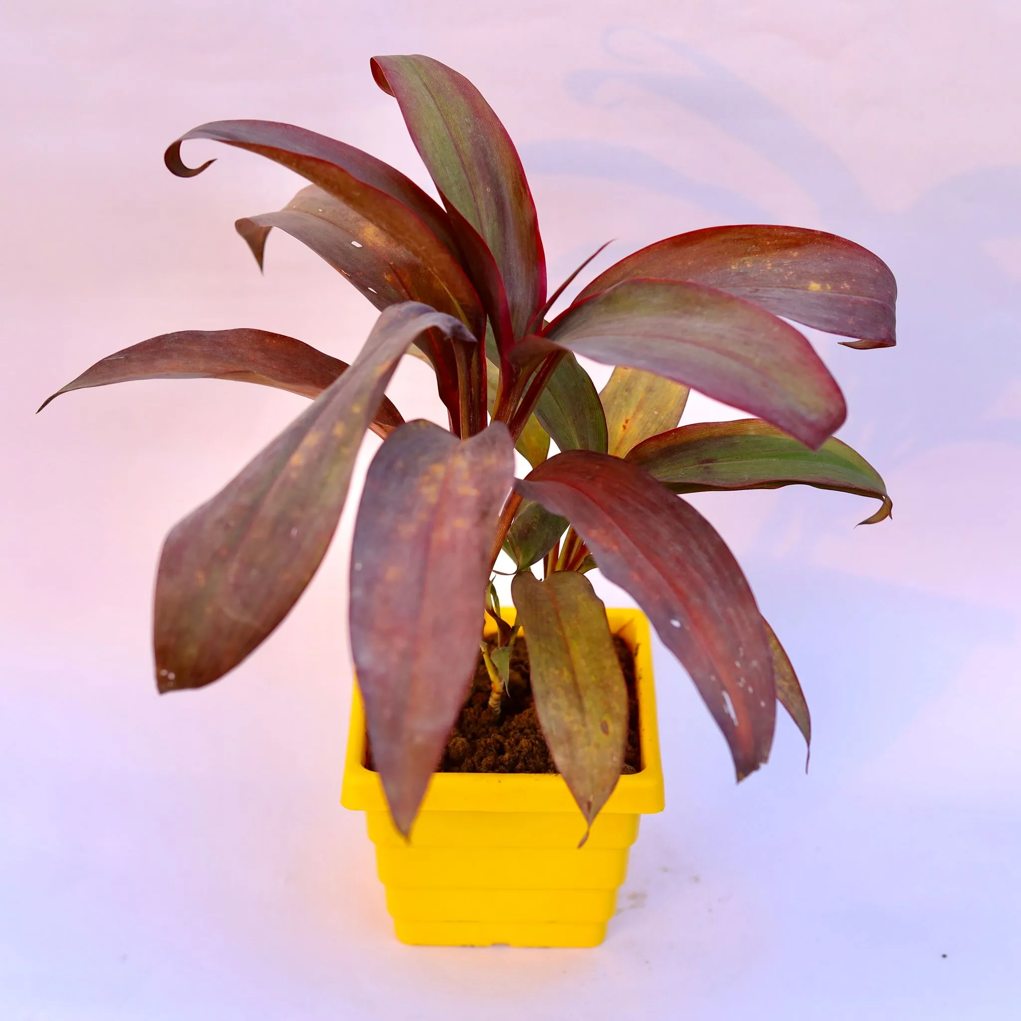 Dracaena Rosea in 4 Inch Yellow Premium Orchid Square Plastic Pot