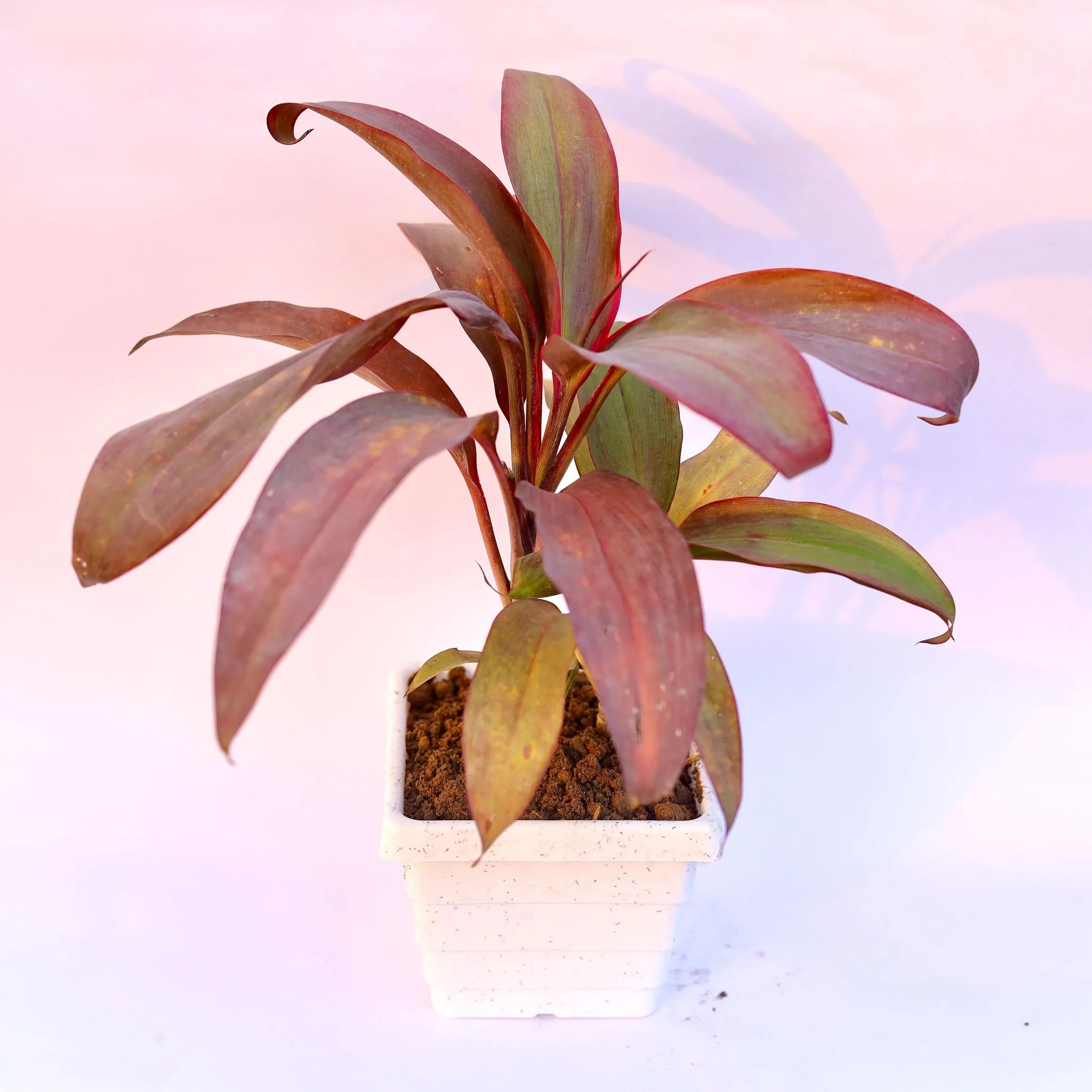 Dracaena Rosea in 4 Inch White Marble Premium Orchid Square Plastic Pot