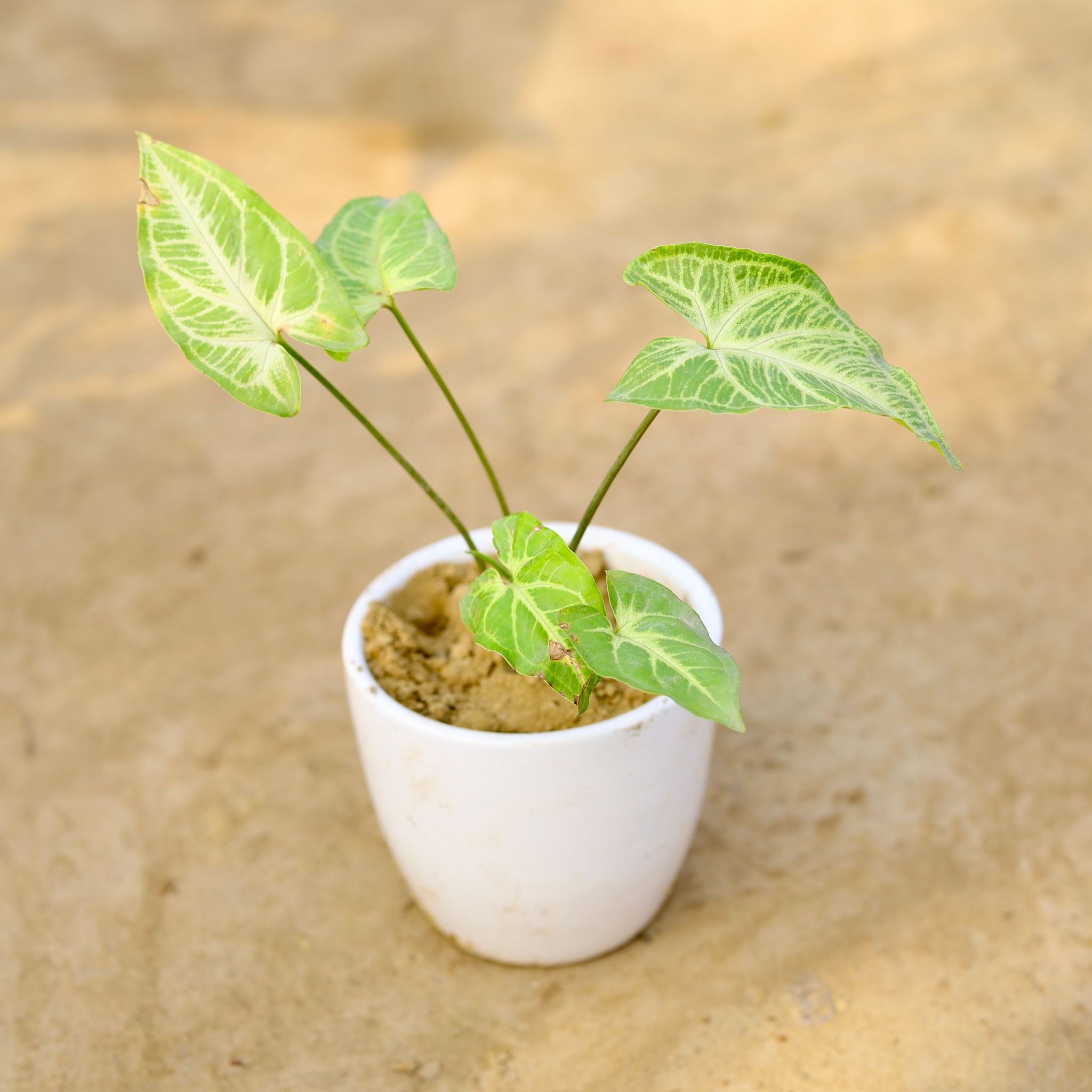 Syngonium Desi in 4 inch Classy White Cup Ceramic Pot