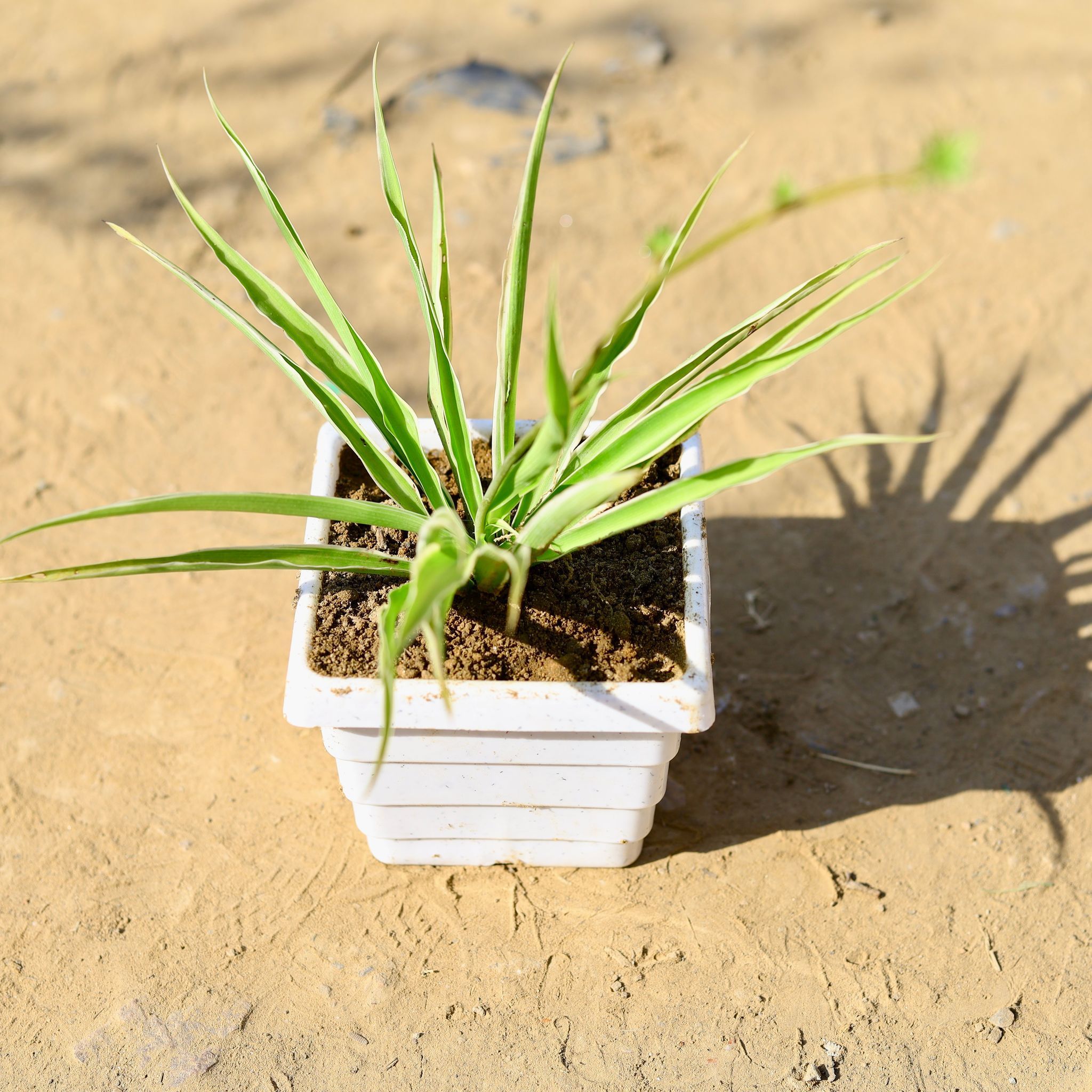 Spider in 4 Inch White Marble Premium Orchid Square Plastic Pot
