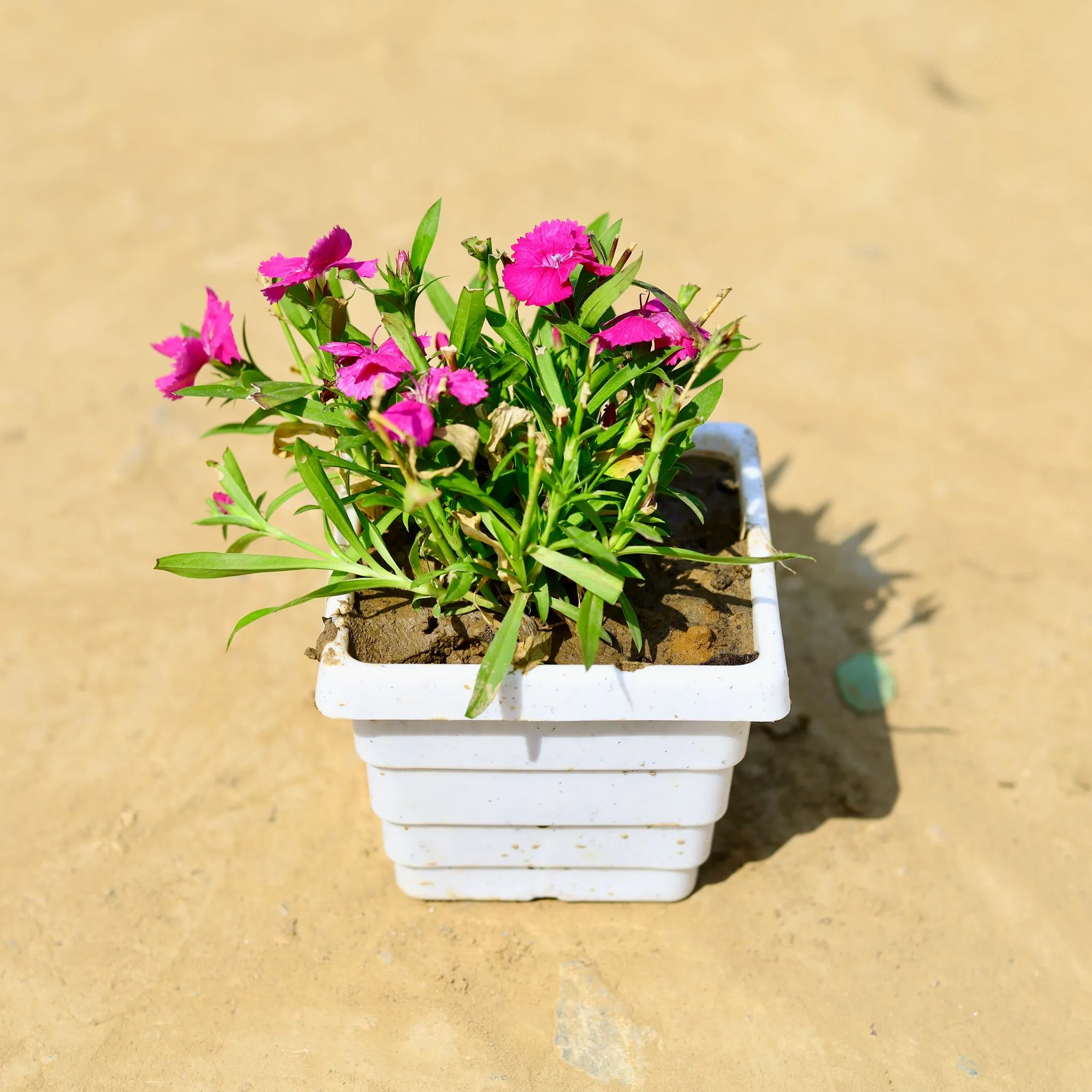 Dianthus (any colour) in 4 Inch White Marble Premium Orchid Square Plastic Pot