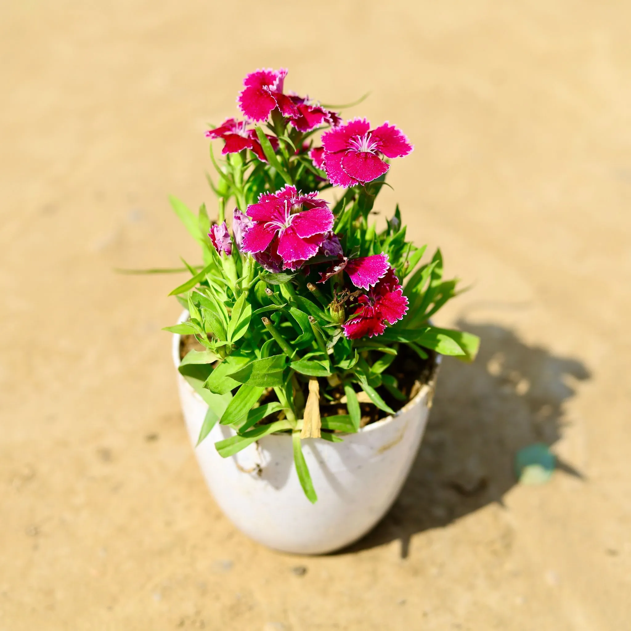 Dianthus (any colour) in 4 Inch White Premium Orchid Round Plastic Pot