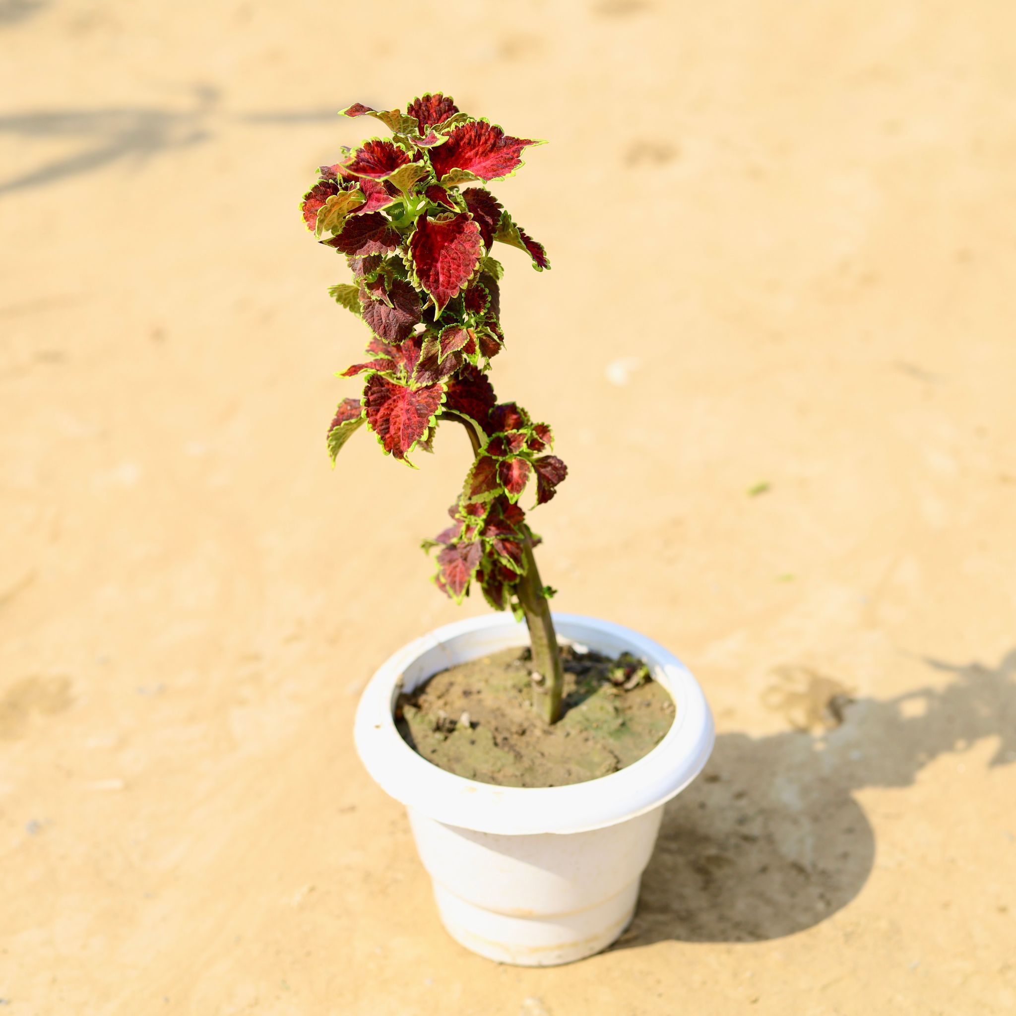 Coleus (any colour & design) in 5 Inch Classy White Plastic Pot