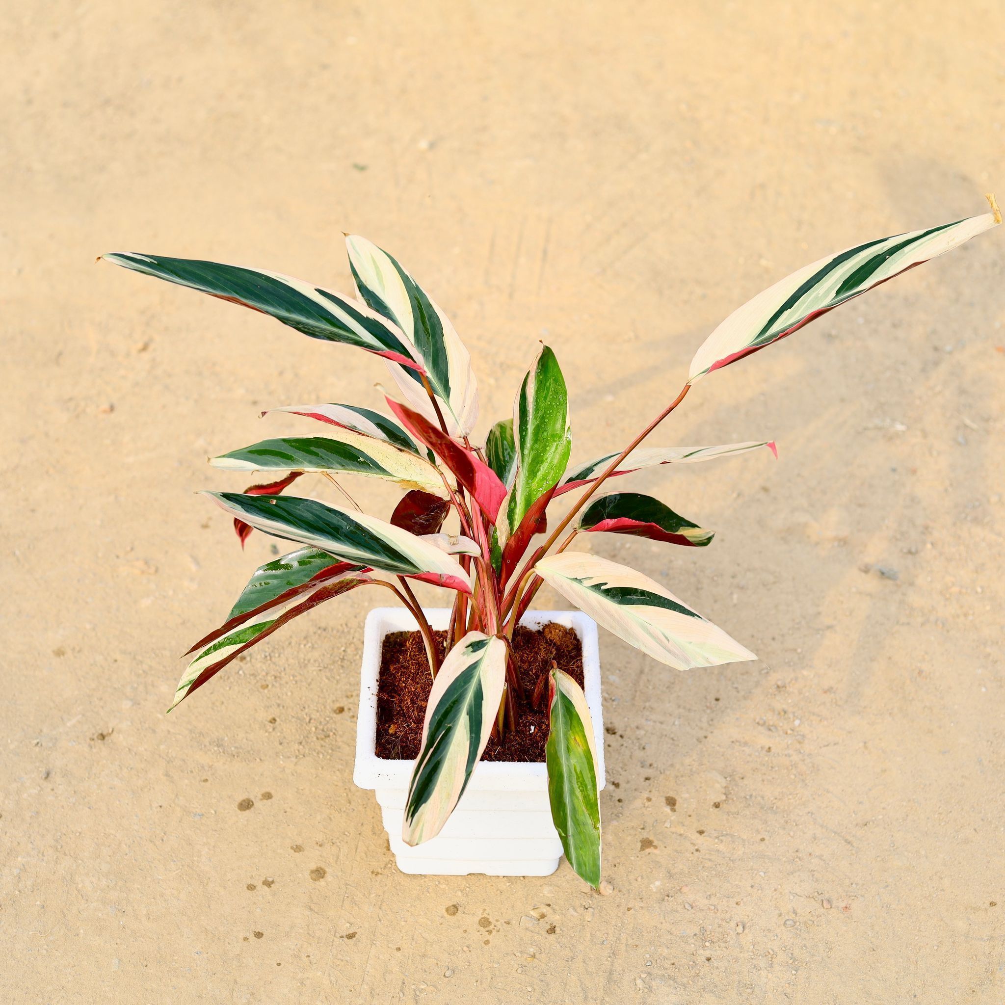Calathea Tricolour Star in 4 Inch White Marble Premium Orchid Square Plastic Pot