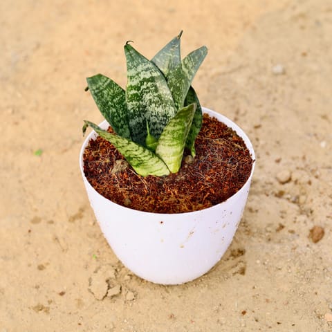 Snake Green Dwarf in 4 Inch Live Fresh Plant White Premium Orchid Round Plastic Pot in Sector 71
