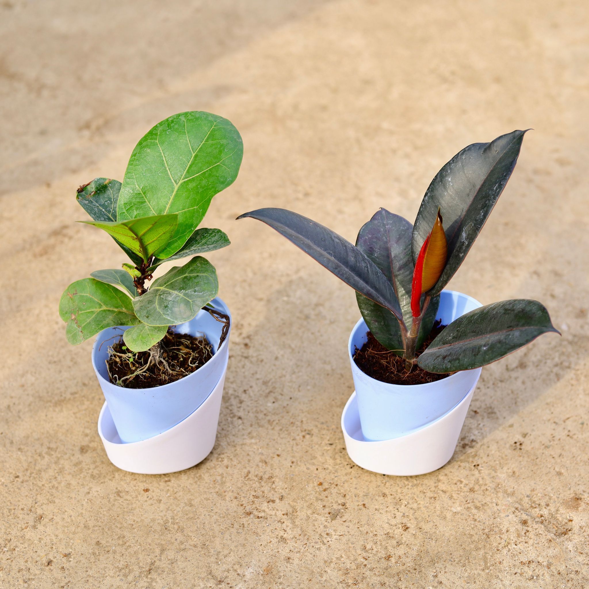 Set of 2 - Fiddle Leaf Fig / Ficus Lyrata & Rubber in 4 Inch Aqua Blue Dublin Self Watering Pot