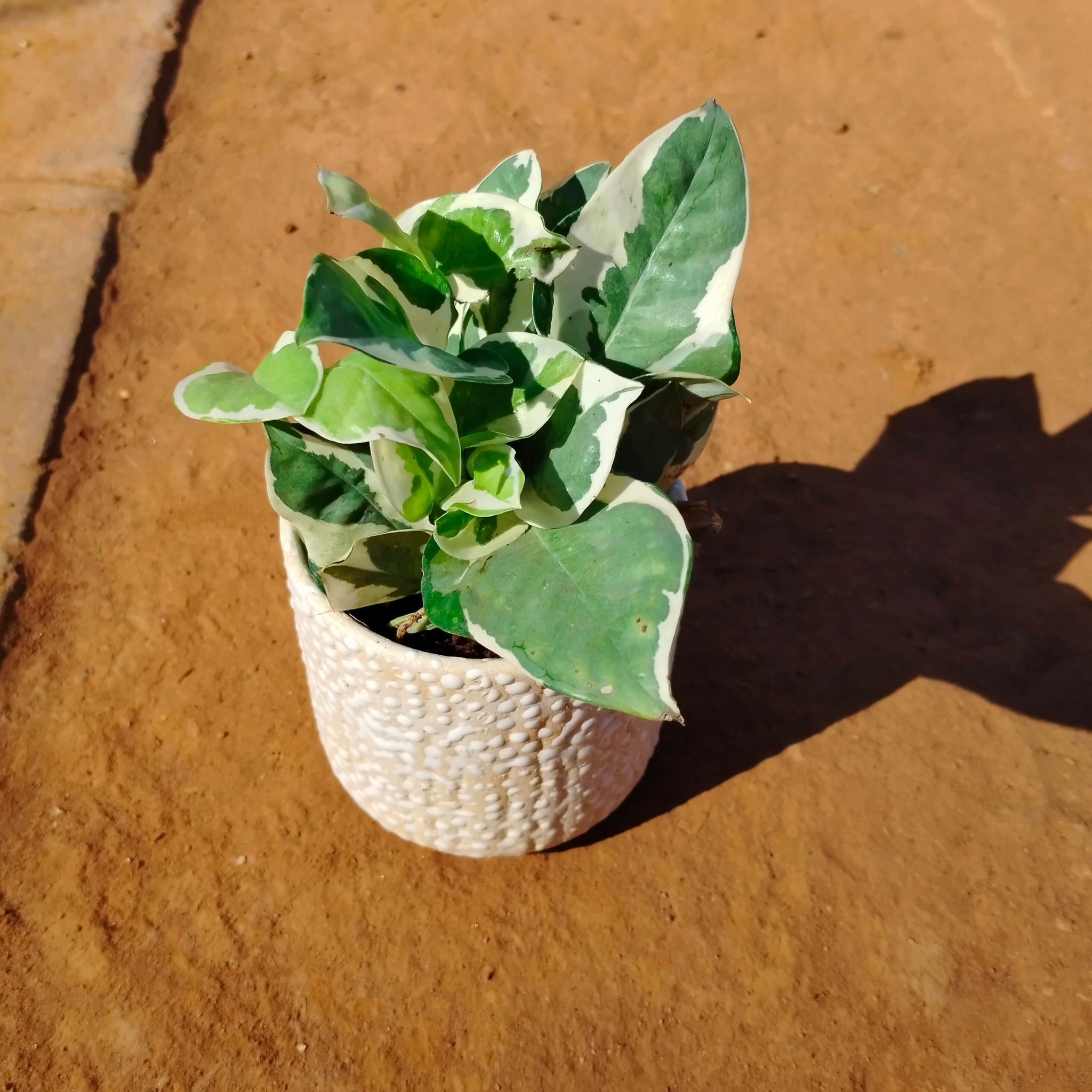 Money Plant N'joy in 4 Inch White Designer Ceramic Pot (any colour)