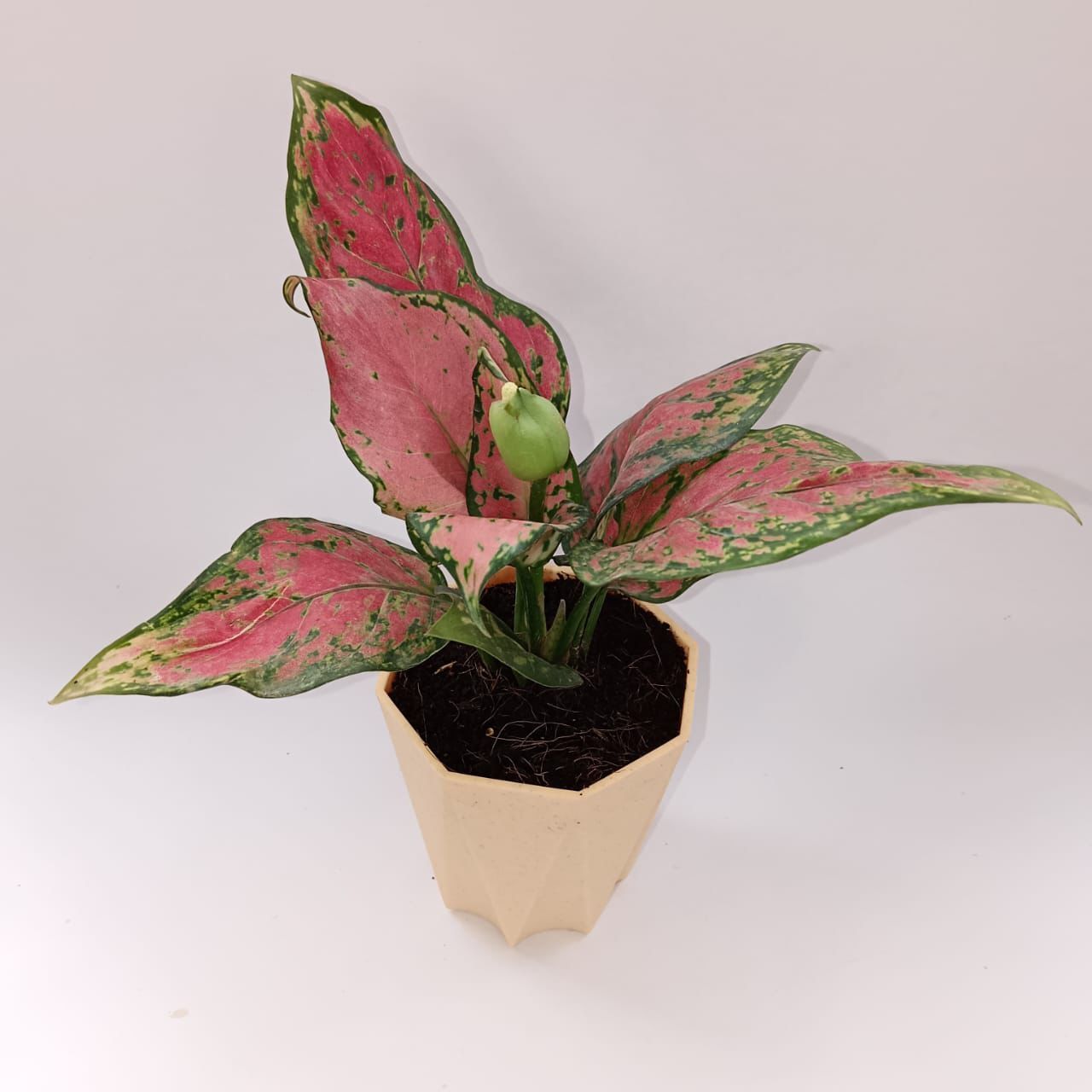 Aglaonema wishes in 4 Inch Beige Marble Premium Diamanti Plastic Pot