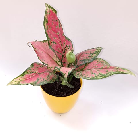 Aglaonema wishes in 4 Inch Yellow Premium Orchid Round Plastic Pot