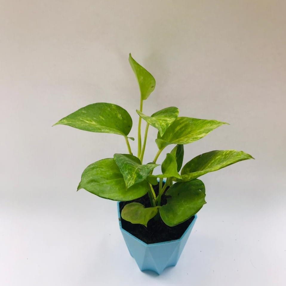 Money Plant Desi in 4 Inch Blue Marble Premium Diamanti Plastic Pot