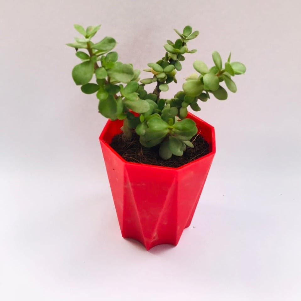 Jade in 4 Inch red Marble Premium Diamanti Plastic Pot