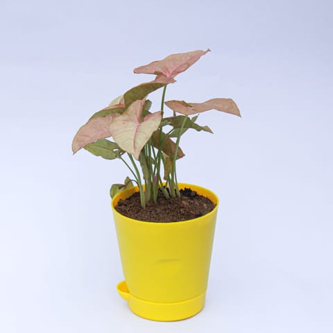 Syngonium Pink in 4 Inch Yellow Florence Self Watering Pot