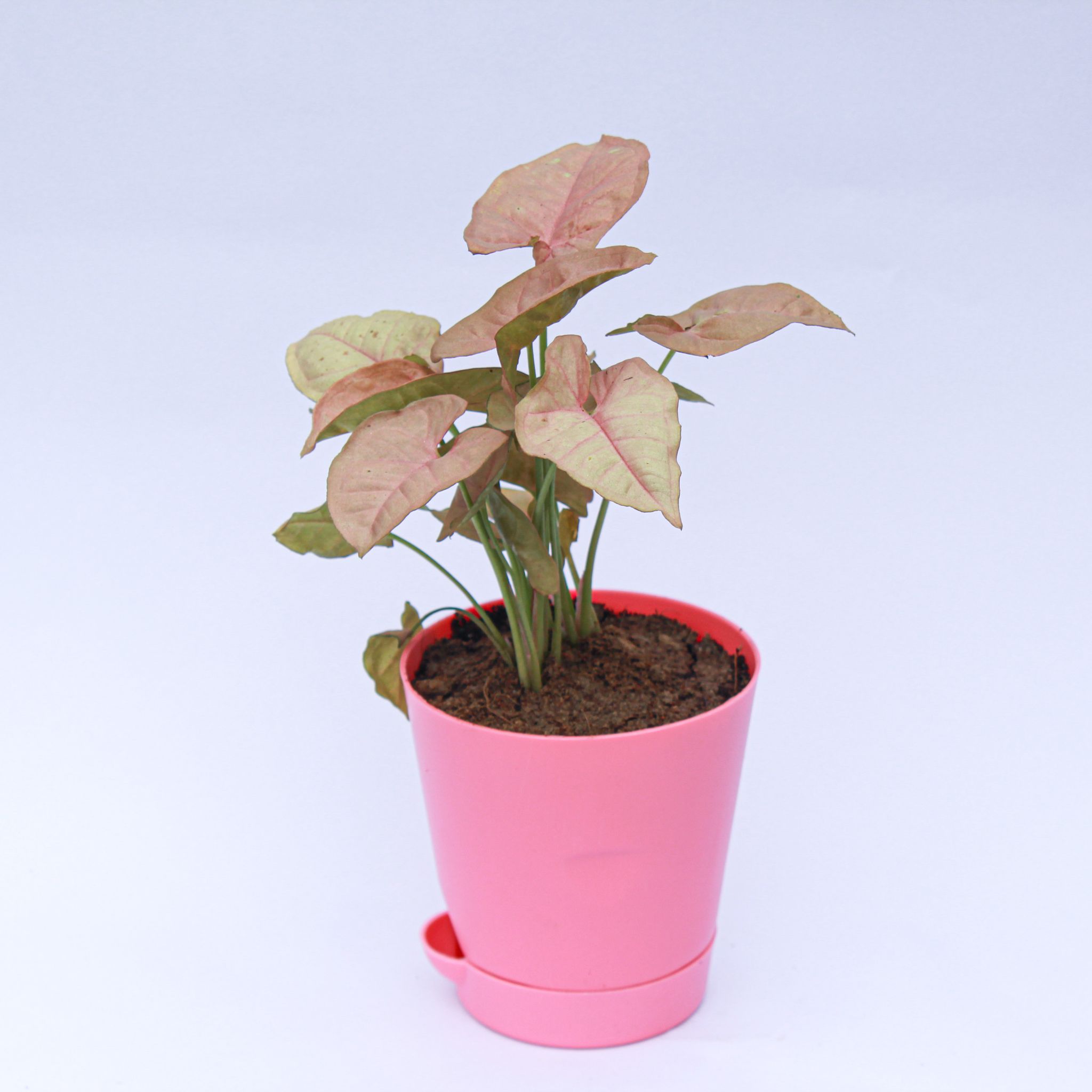 Syngonium Pink in 4 Inch Pink Florence Self Watering Pot