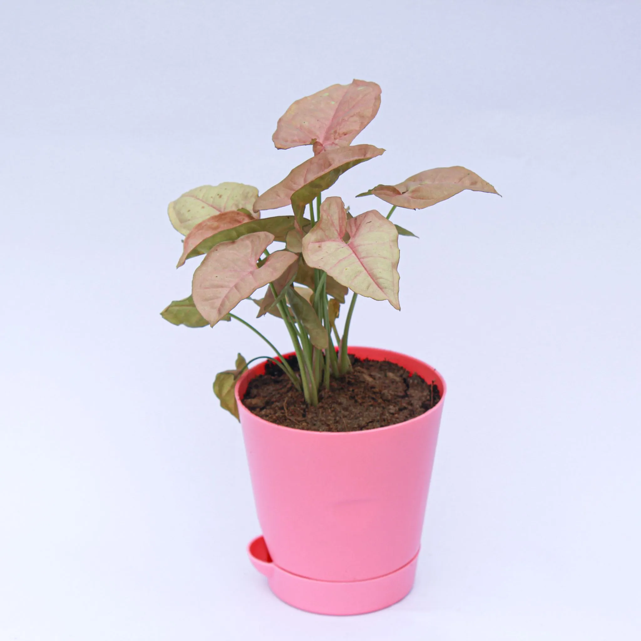 Syngonium Pink in 4 Inch Pink Florence Self Watering Pot