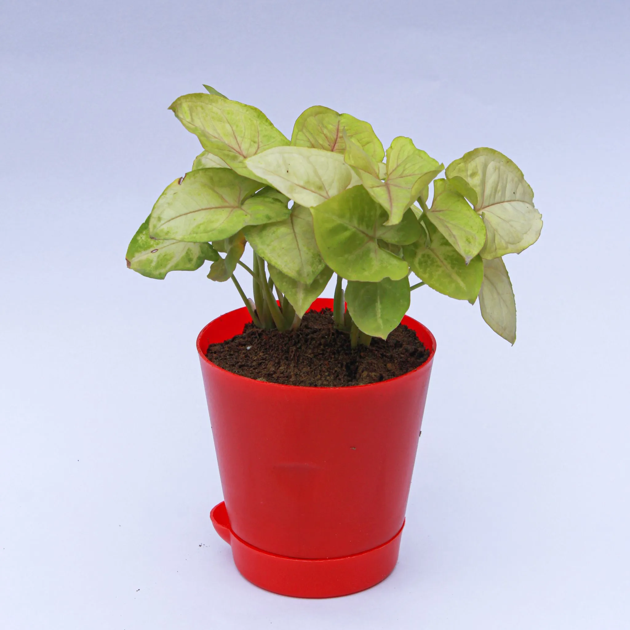 Syngonium Green in 4 Inch Red Florence Self Watering Pot