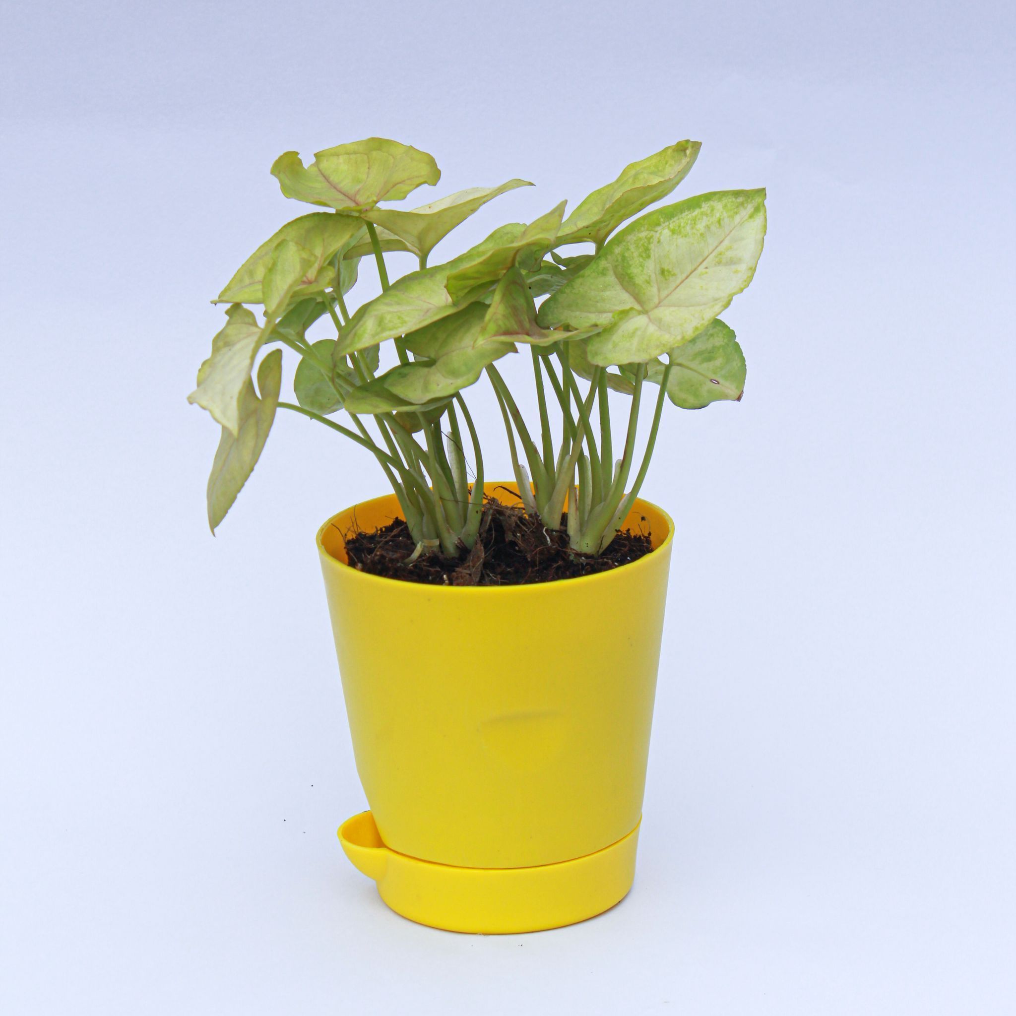 Syngonium Green in 4 Inch Yellow Florence Self Watering Pot