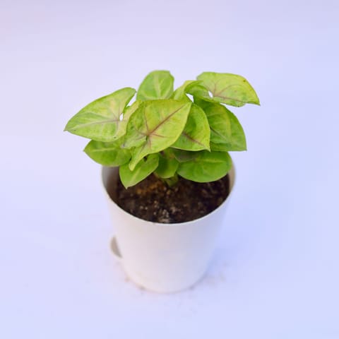 Syngonium Yellow in 4 Inch White Florence Self Watering Pot