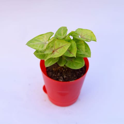 Syngonium Yellow in 4 Inch Red Florence Self Watering Pot