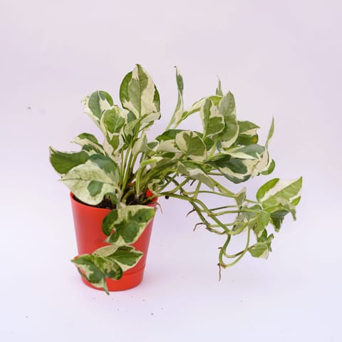 Money Plant N'joy in 4 Inch Red Florence Self Watering Pot