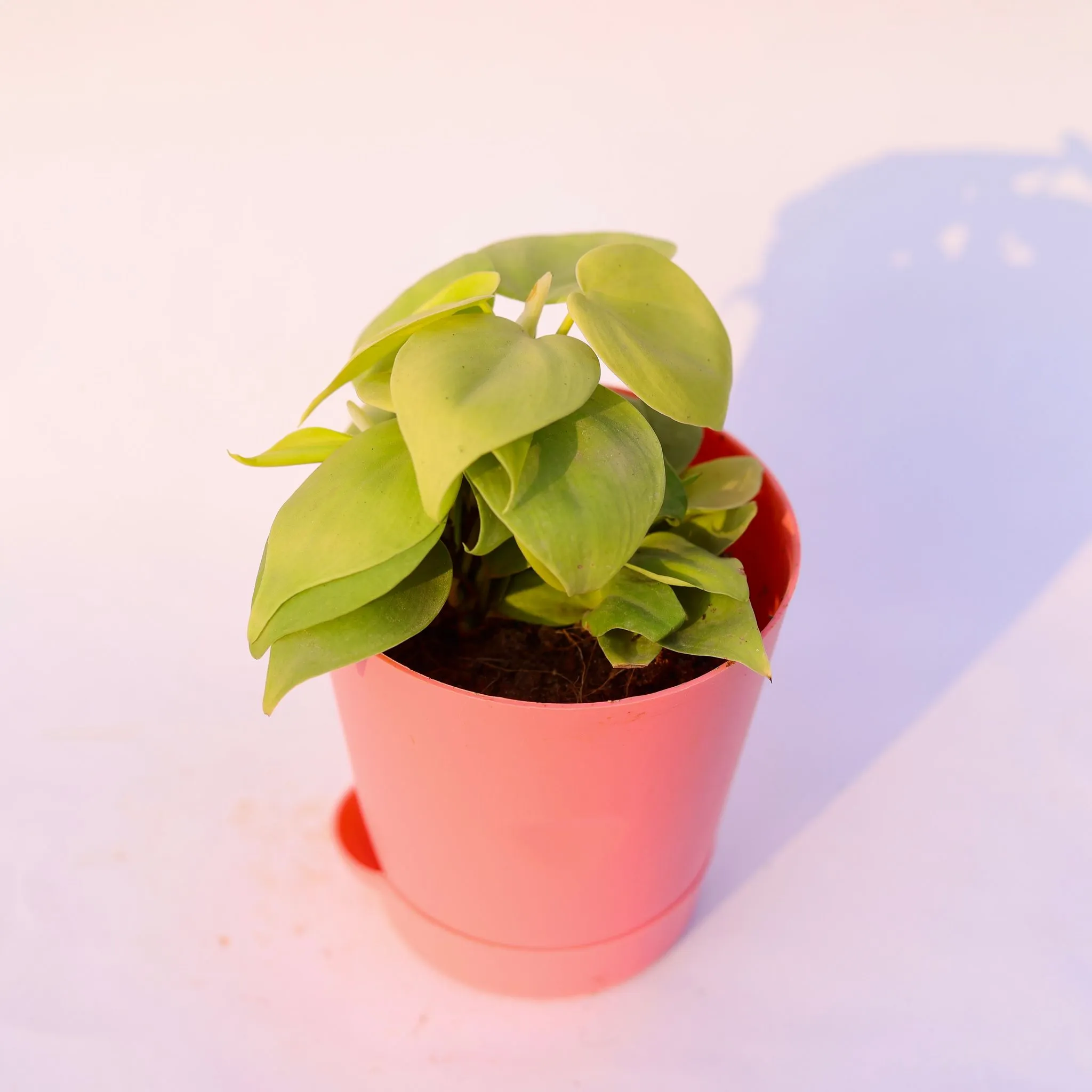 Oxycardium Golden in 4 Inch Pink Florence Self Watering Pot