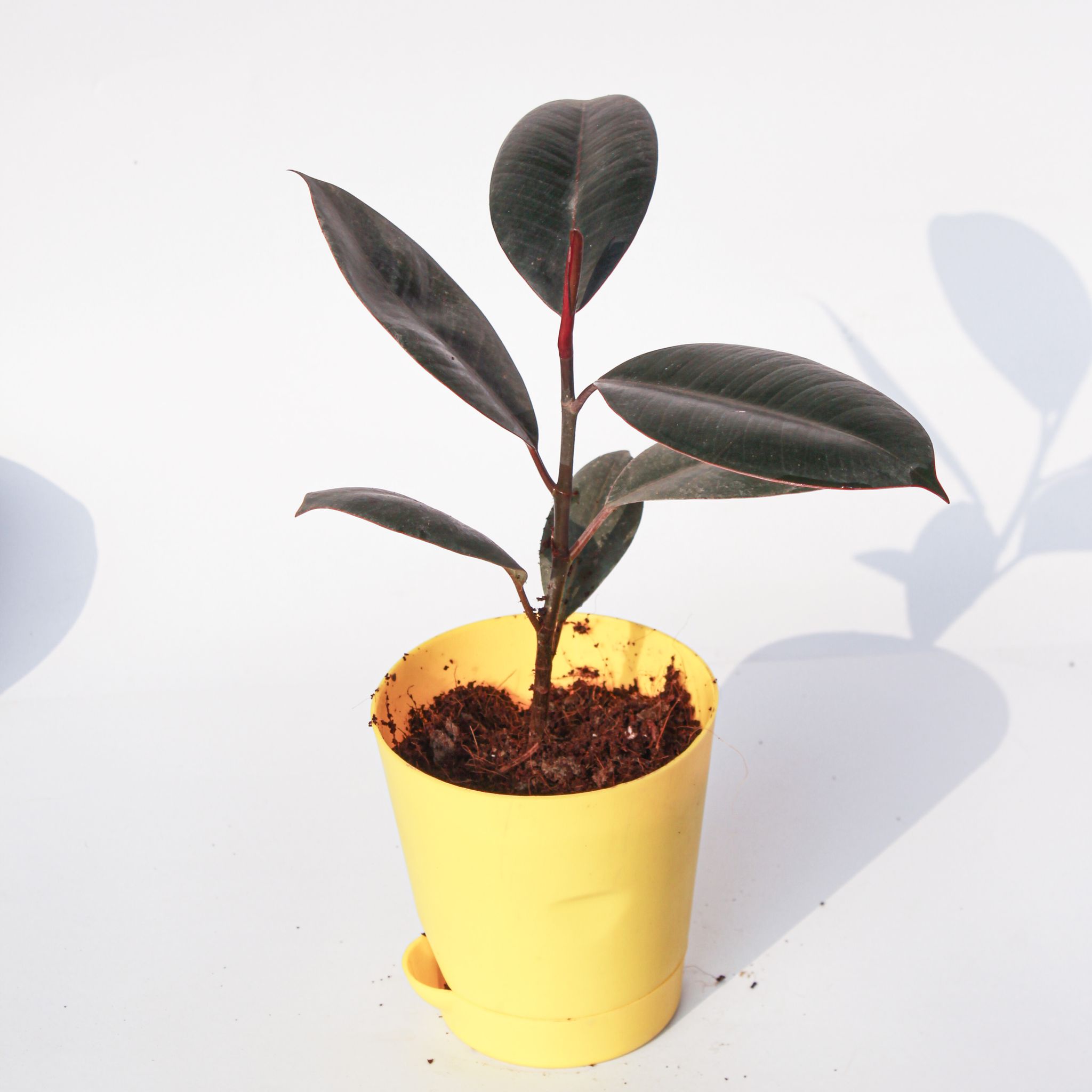 Rubber Black in 4 Inch Yellow Florence Self Watering Pot