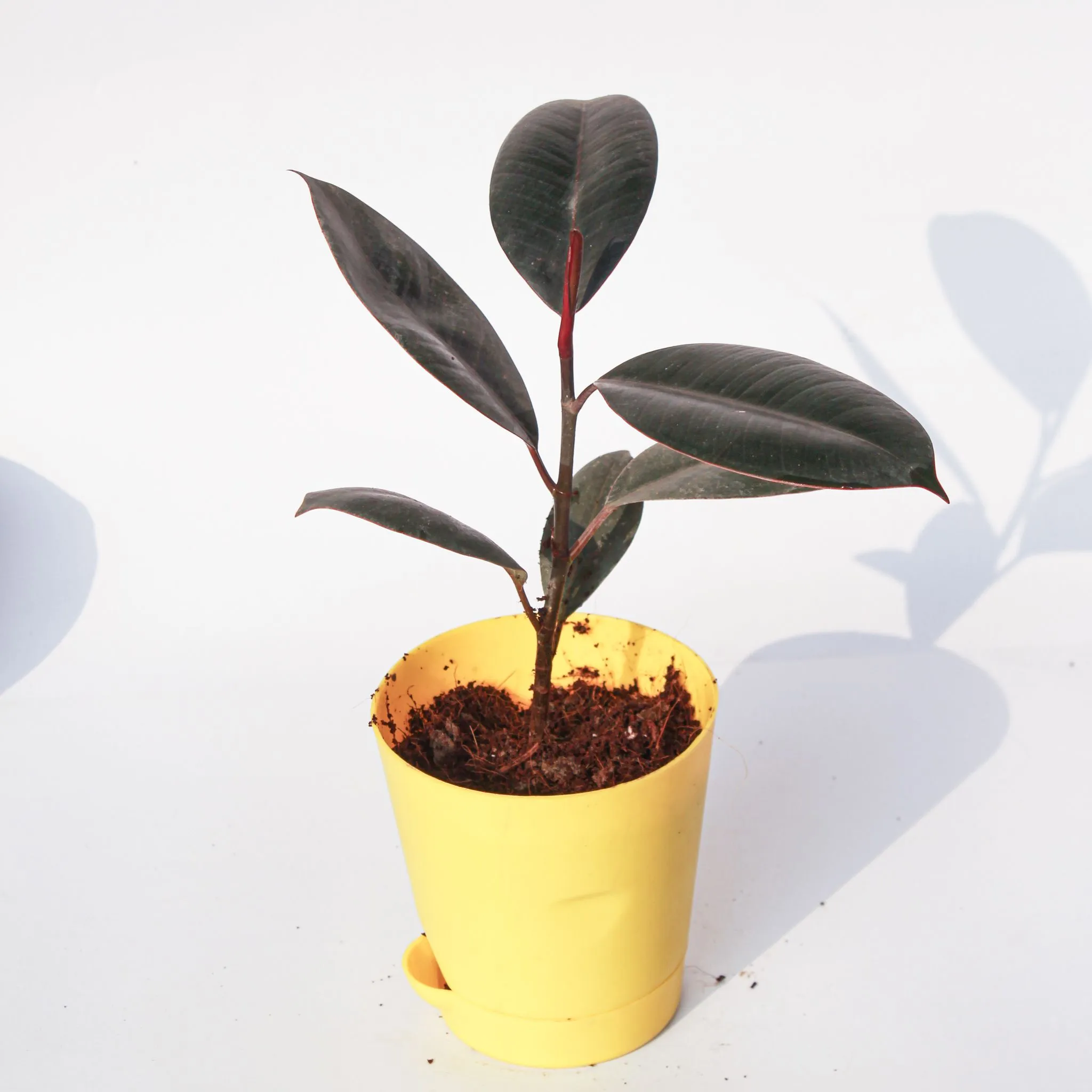 Rubber Black in 4 Inch Yellow Florence Self Watering Pot