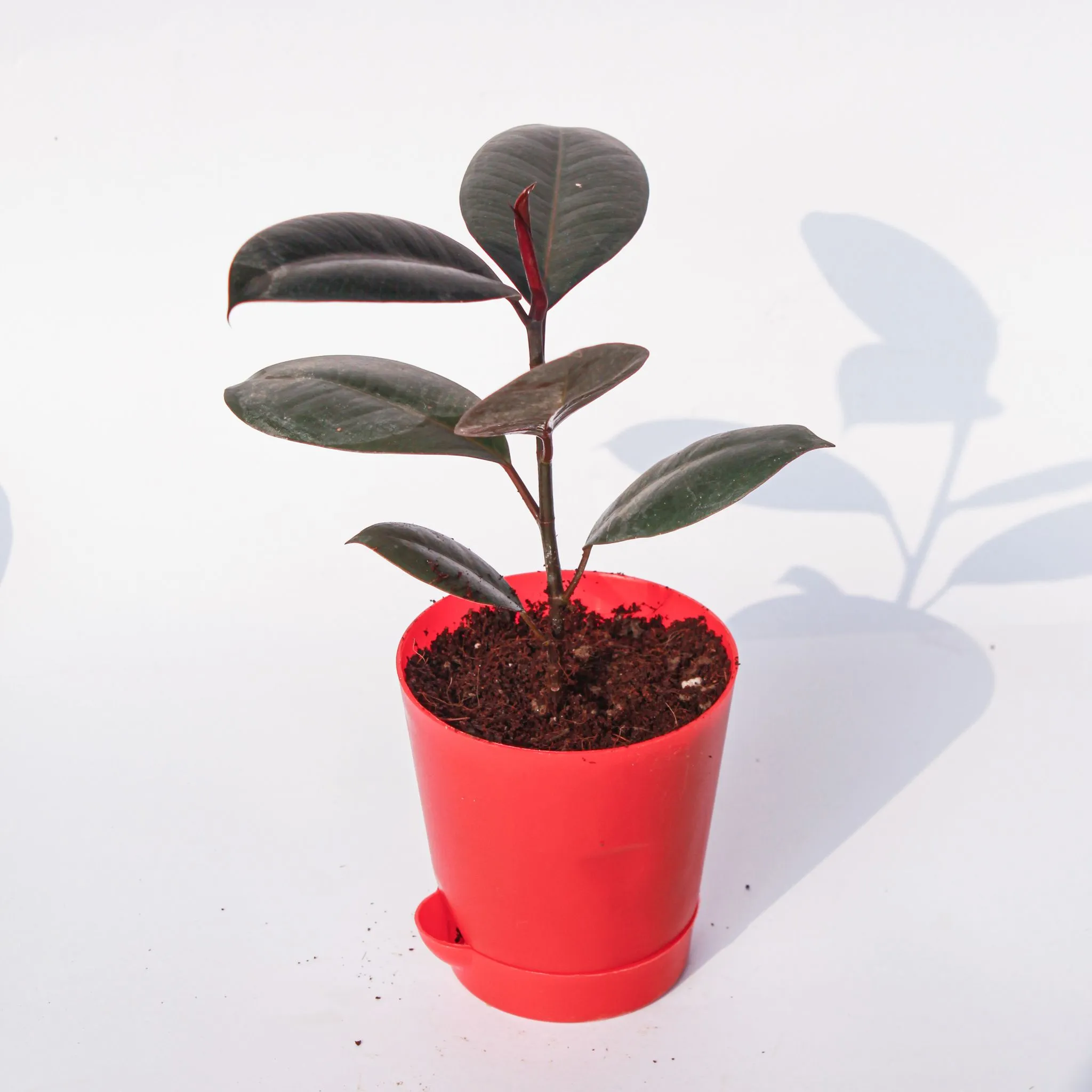 Rubber Black in 4 Inch Red Florence Self Watering Pot