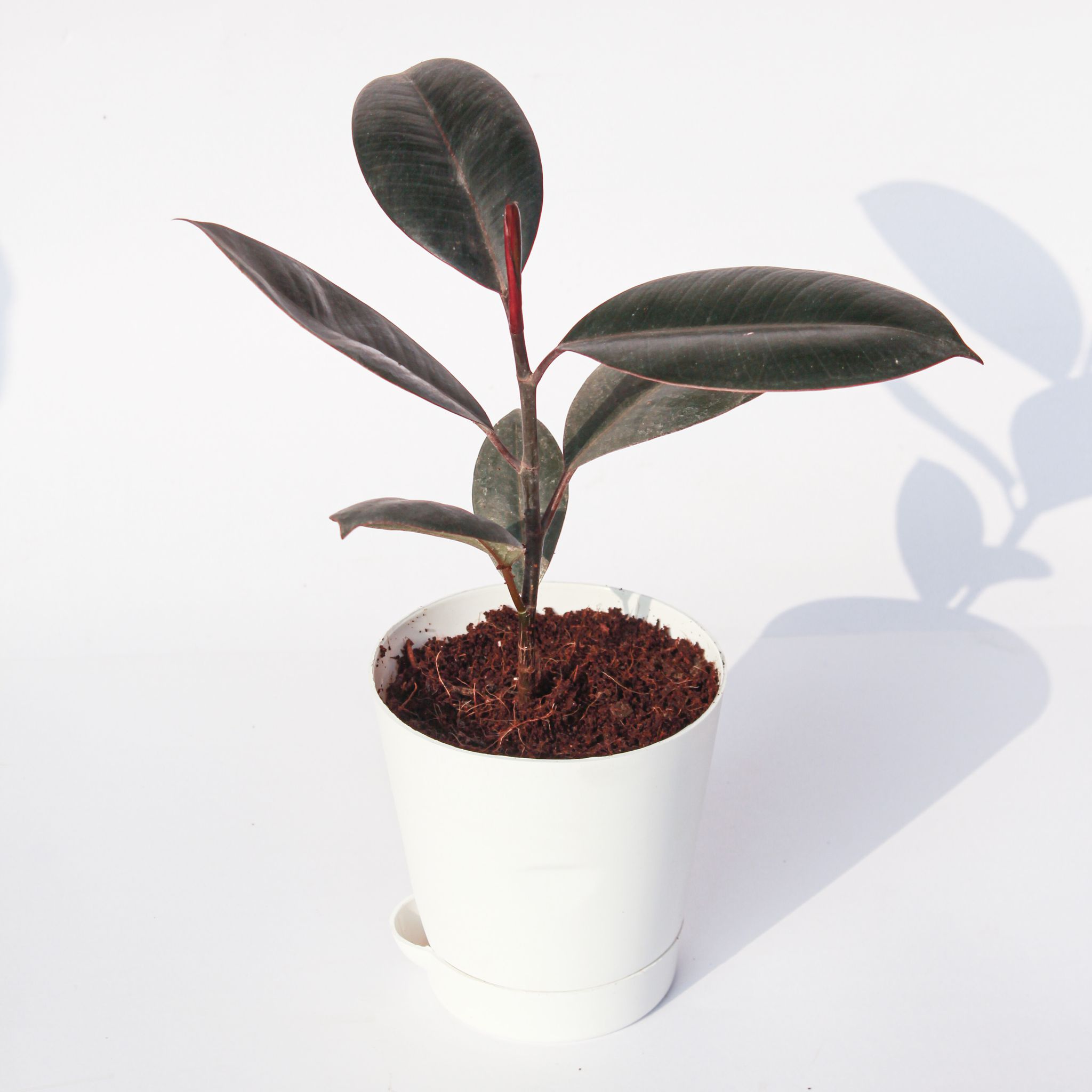 Rubber Black in 4 Inch White Florence Self Watering Pot