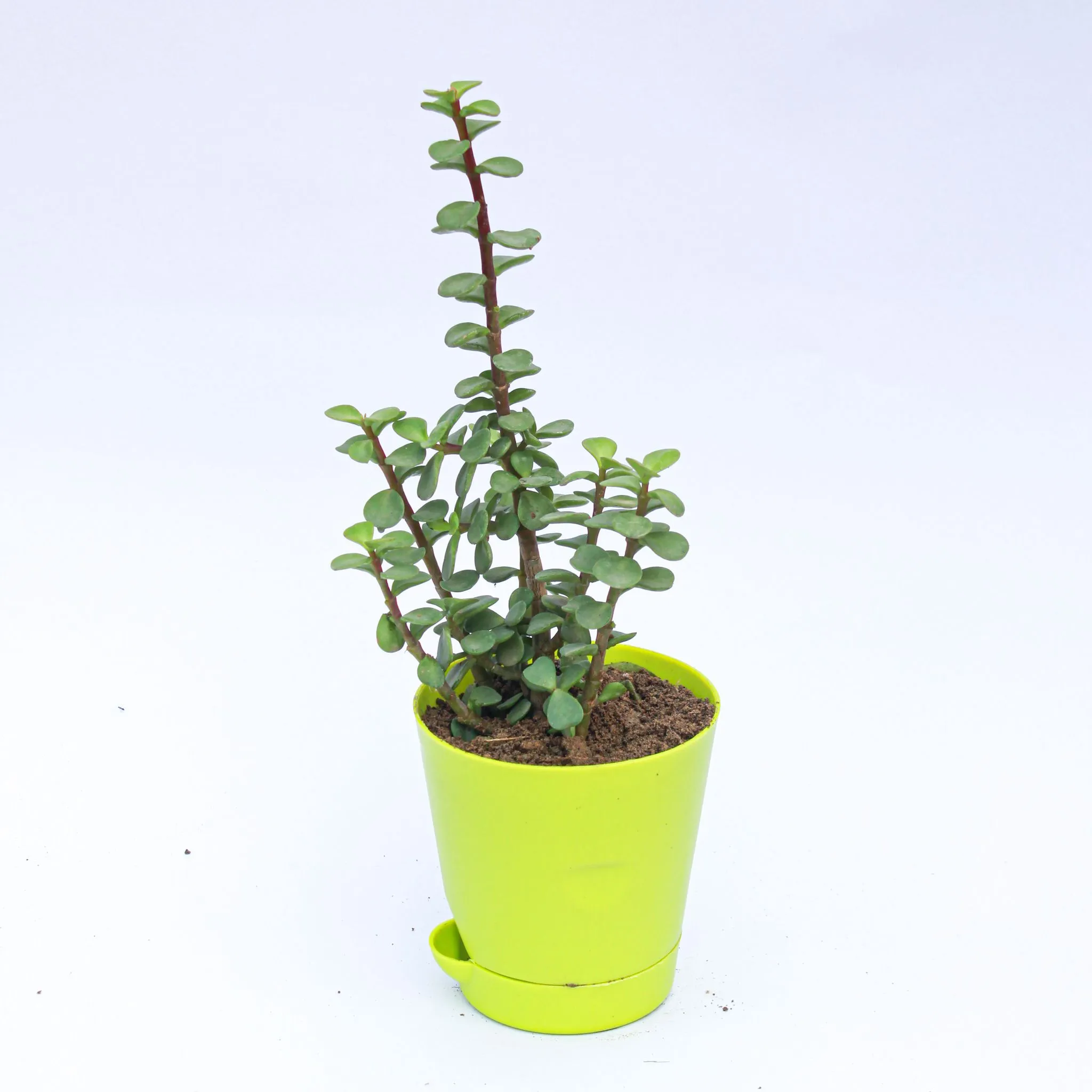 Jade in 4 Inch (any colour )Self Watering Pot