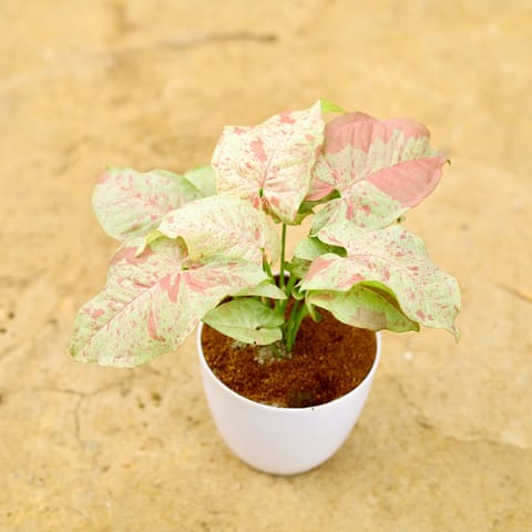 Syngonium Dwarf Milky in 4 Inch White Premium Orchid Round Plastic Pot