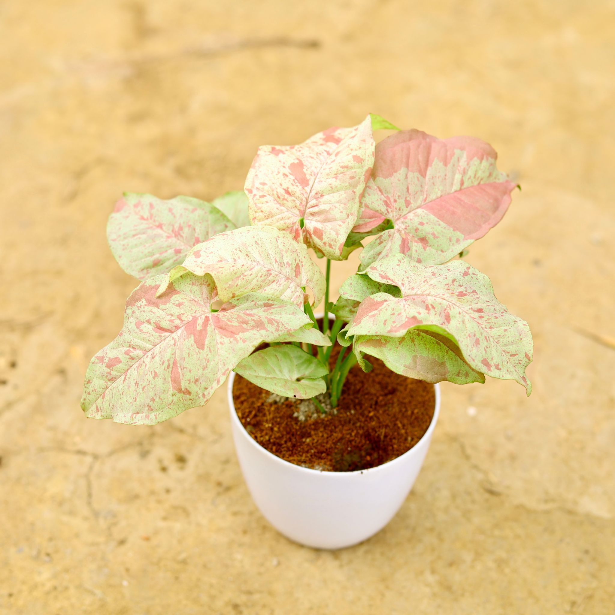Syngonium Dwarf Milky in 4 Inch White Premium Orchid Round Plastic Pot