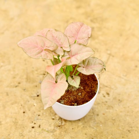 Syngonium Dwarf Pink in 4 Inch Live Fresh Plant White Premium Orchid Round Plastic Pot in Sector 76