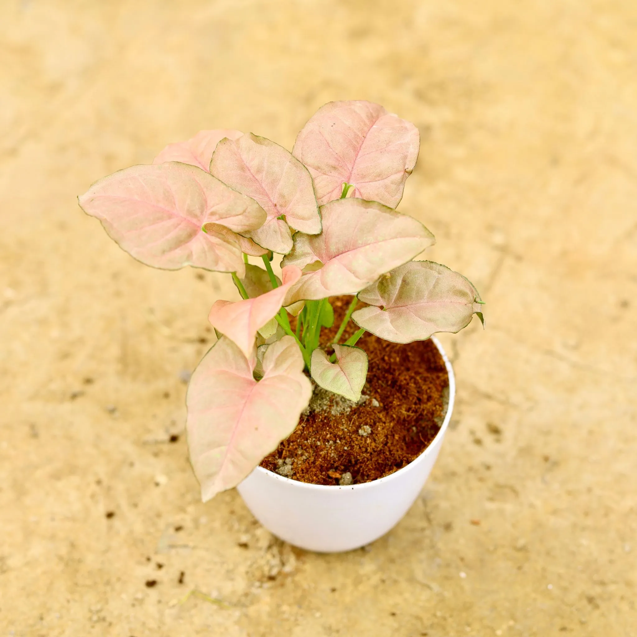 Syngonium Dwarf Pink in 4 Inch White Premium Orchid Round Plastic Pot