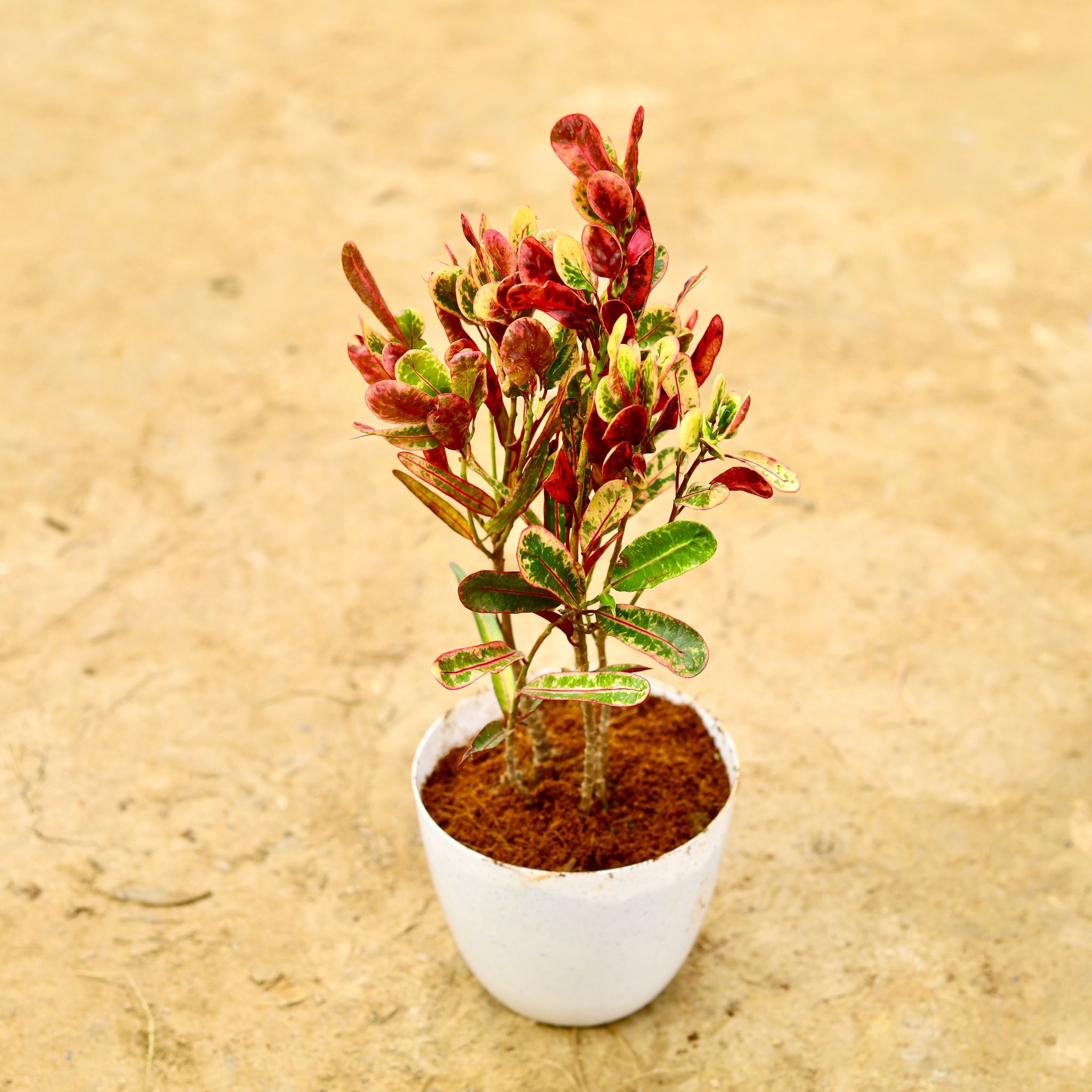 Croton Torch Glow in 4 Inch White Premium Orchid Round Plastic Pot