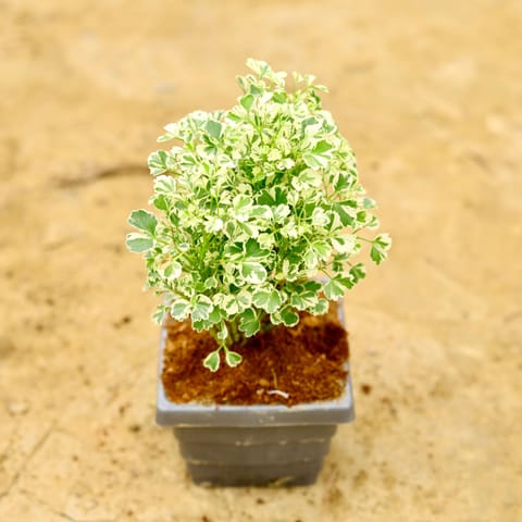 Aralia White Dwarf in 4 Inch Premium Orchid Square Plastic Pot (Any Colour)